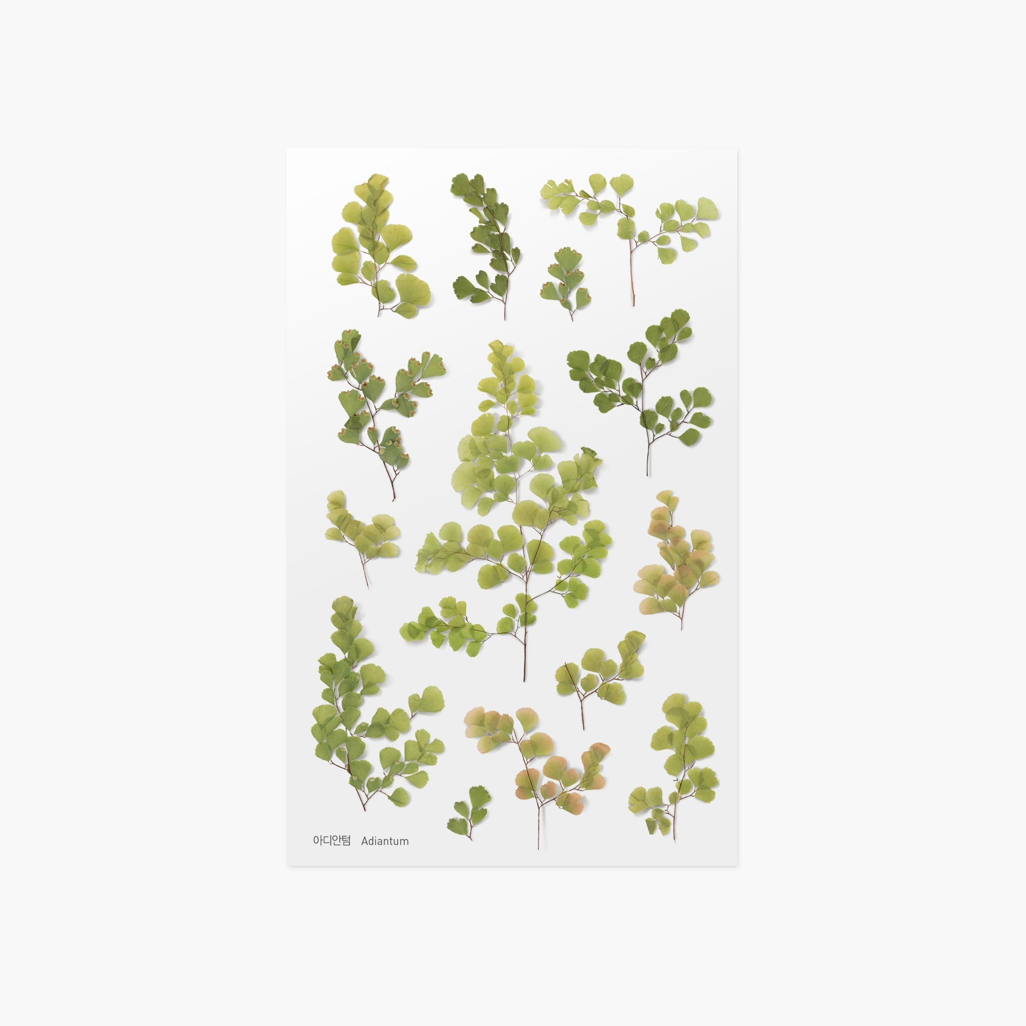 Appree - Pressed Flower Sticker - Adiantum-Sticker-DutchMills