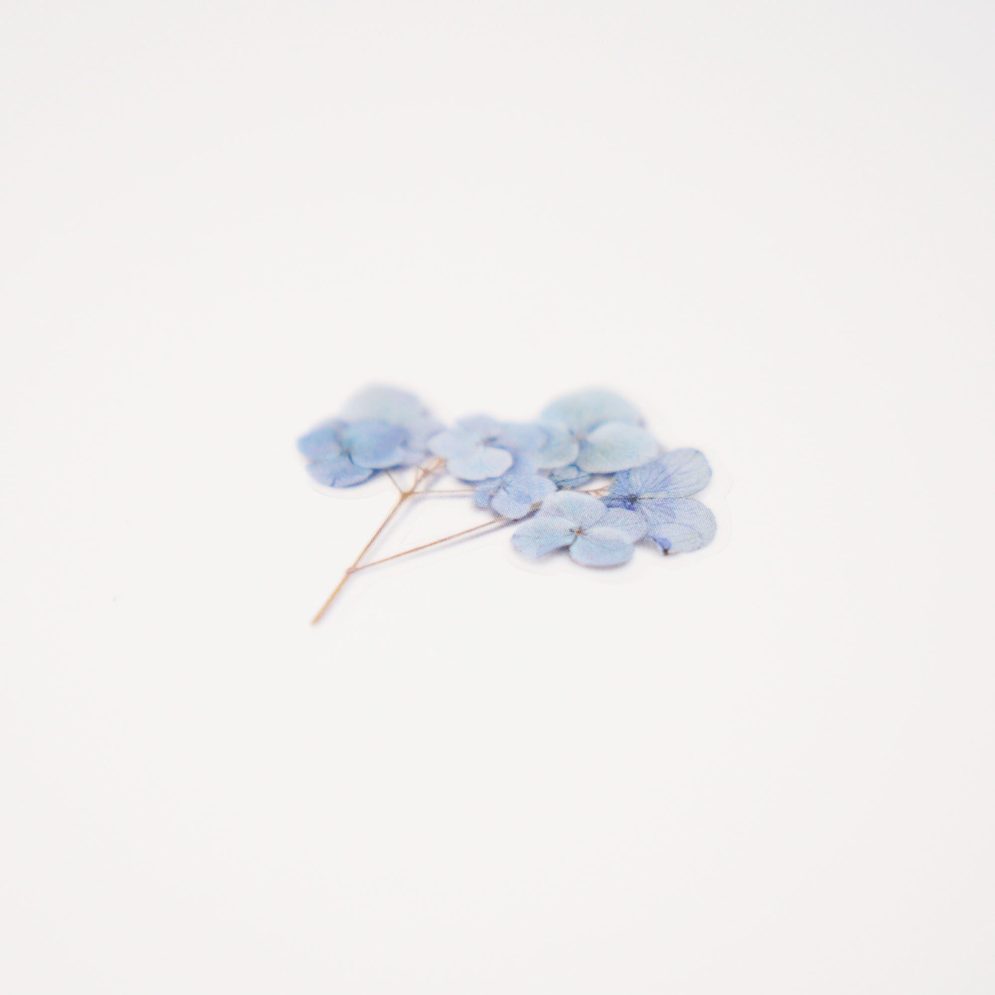 Appree - Pressed Flower Sticker - Bigleaf Hydrangea-Sticker-DutchMills