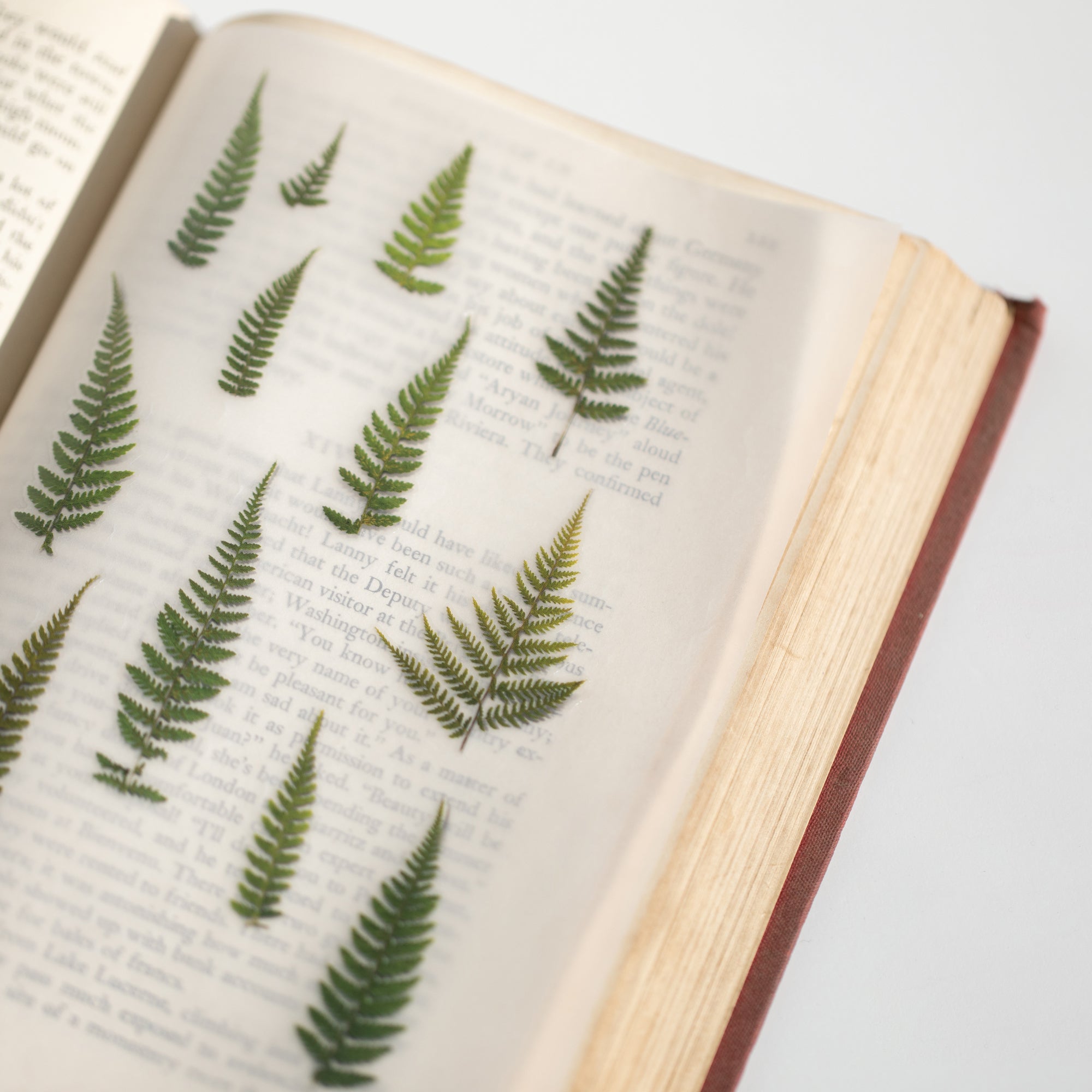 Appree - Pressed Flower Sticker - Bracken-Sticker-DutchMills