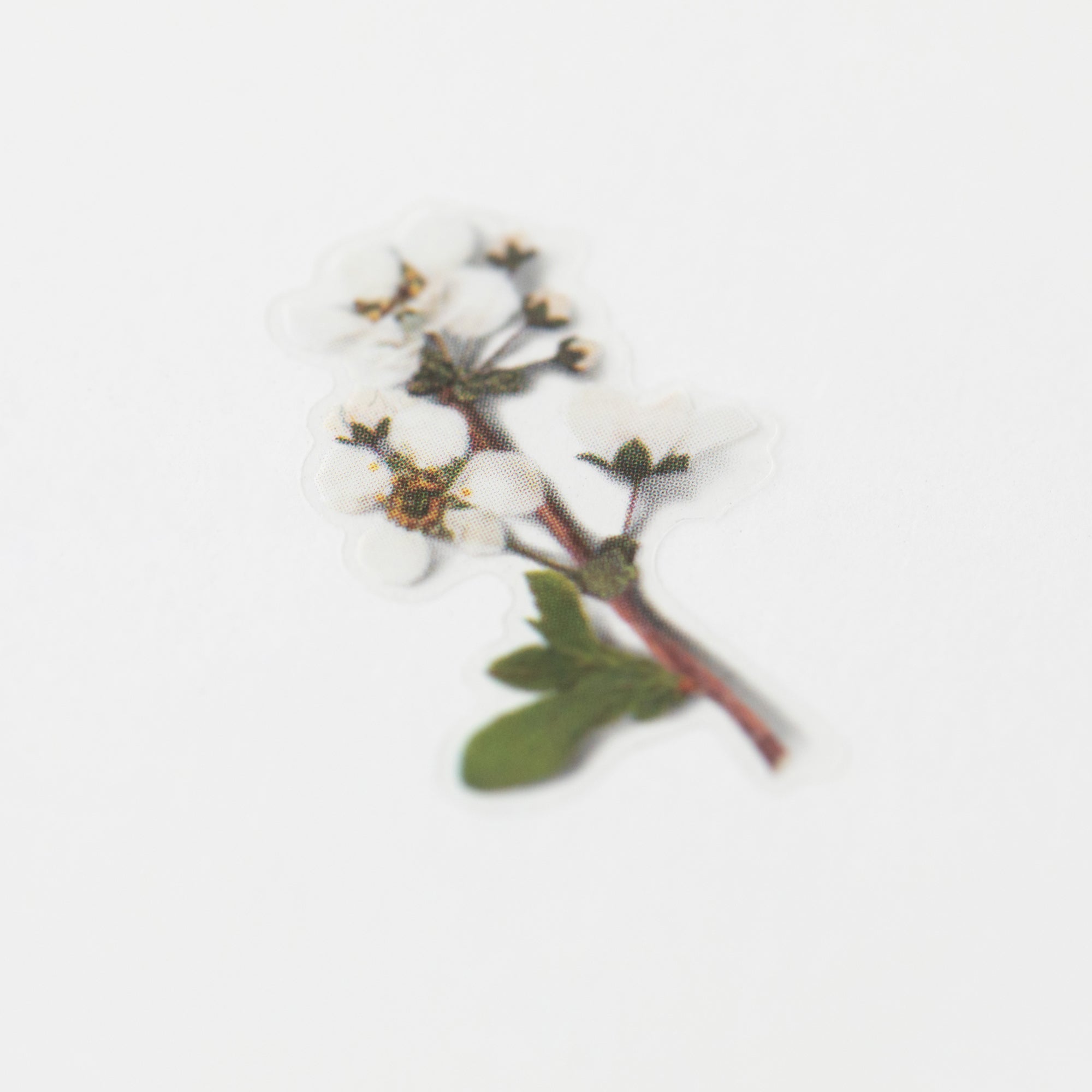 Appree - Pressed Flower Sticker - Bridal Wreath-Sticker-DutchMills
