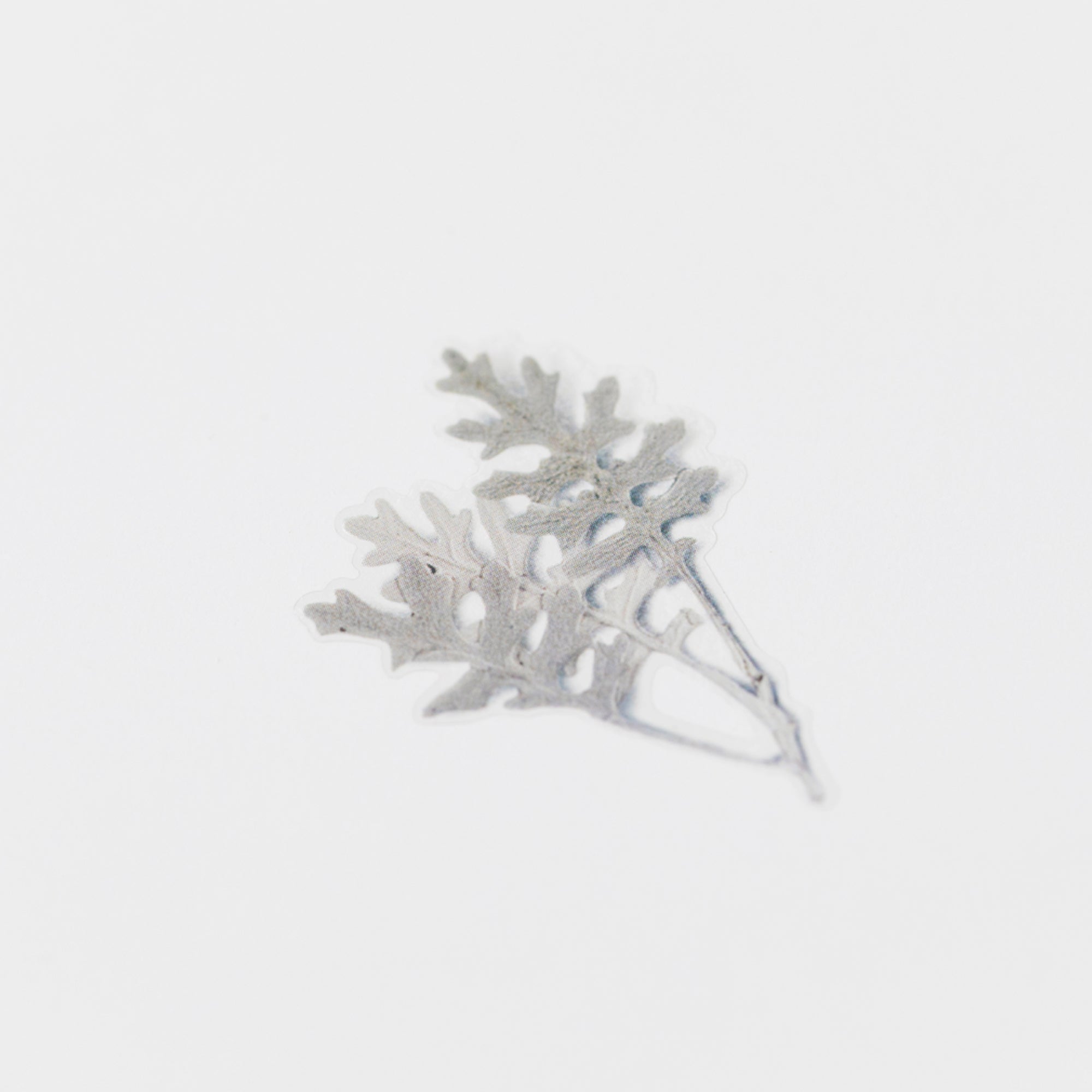 Appree - Pressed Flower Sticker - Dusty Miller-Sticker-DutchMills