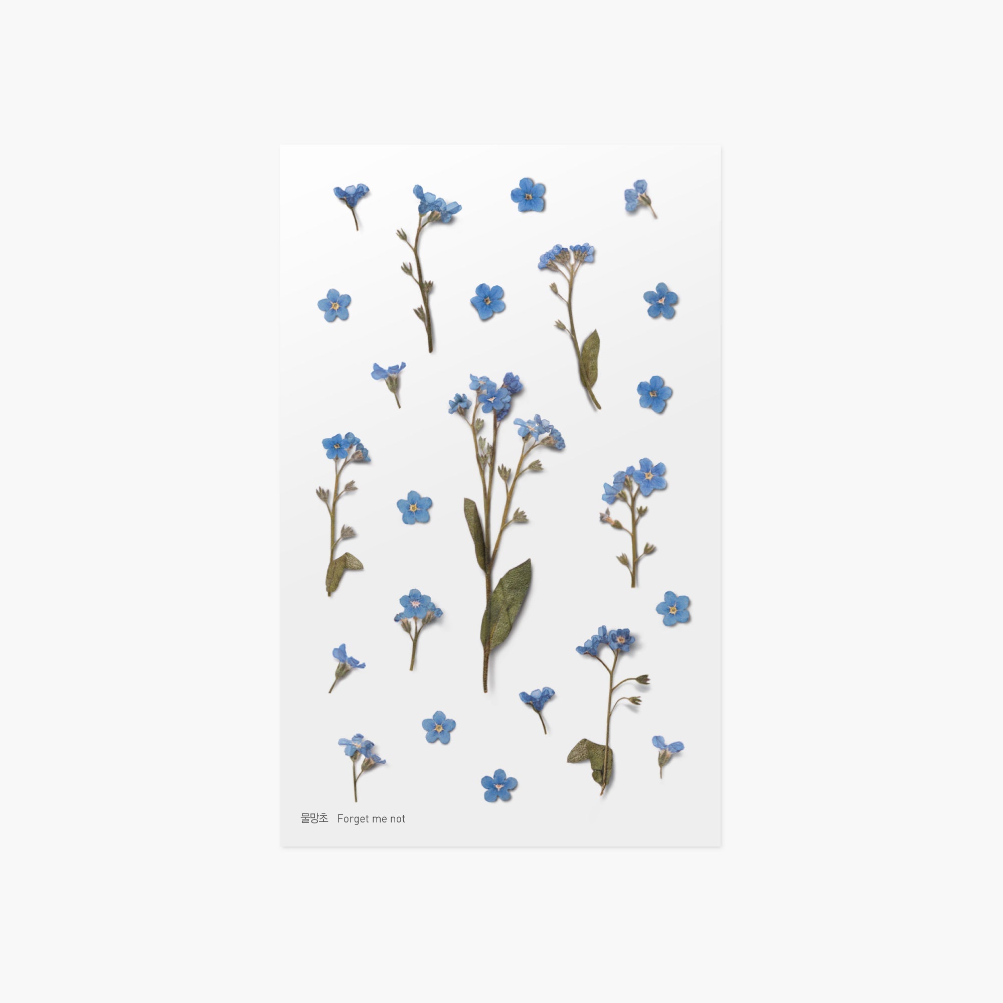 Appree - Pressed Flower Sticker - For Get Me Not-Sticker-DutchMills