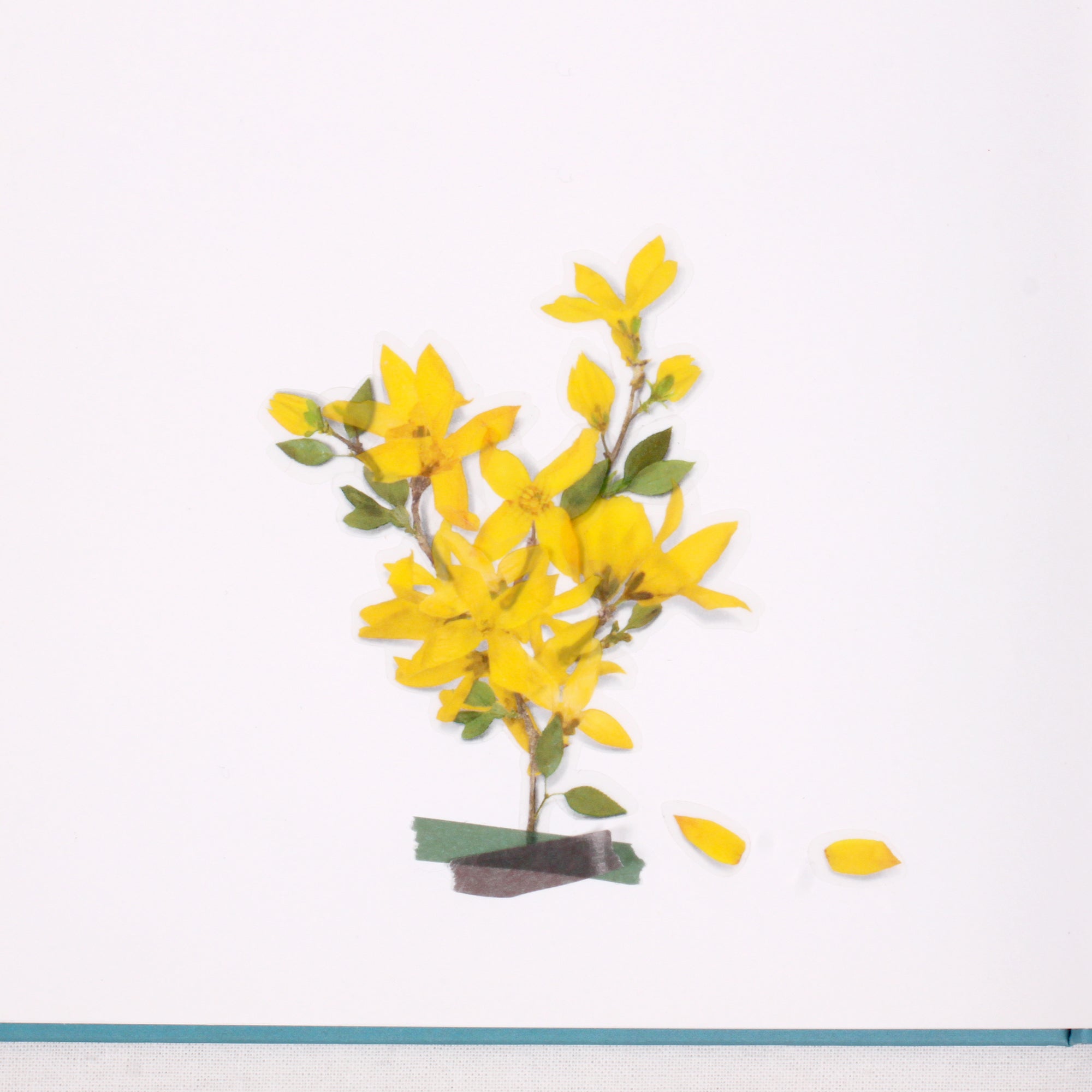 Appree - Pressed Flower Sticker - Forsythia-Sticker-DutchMills