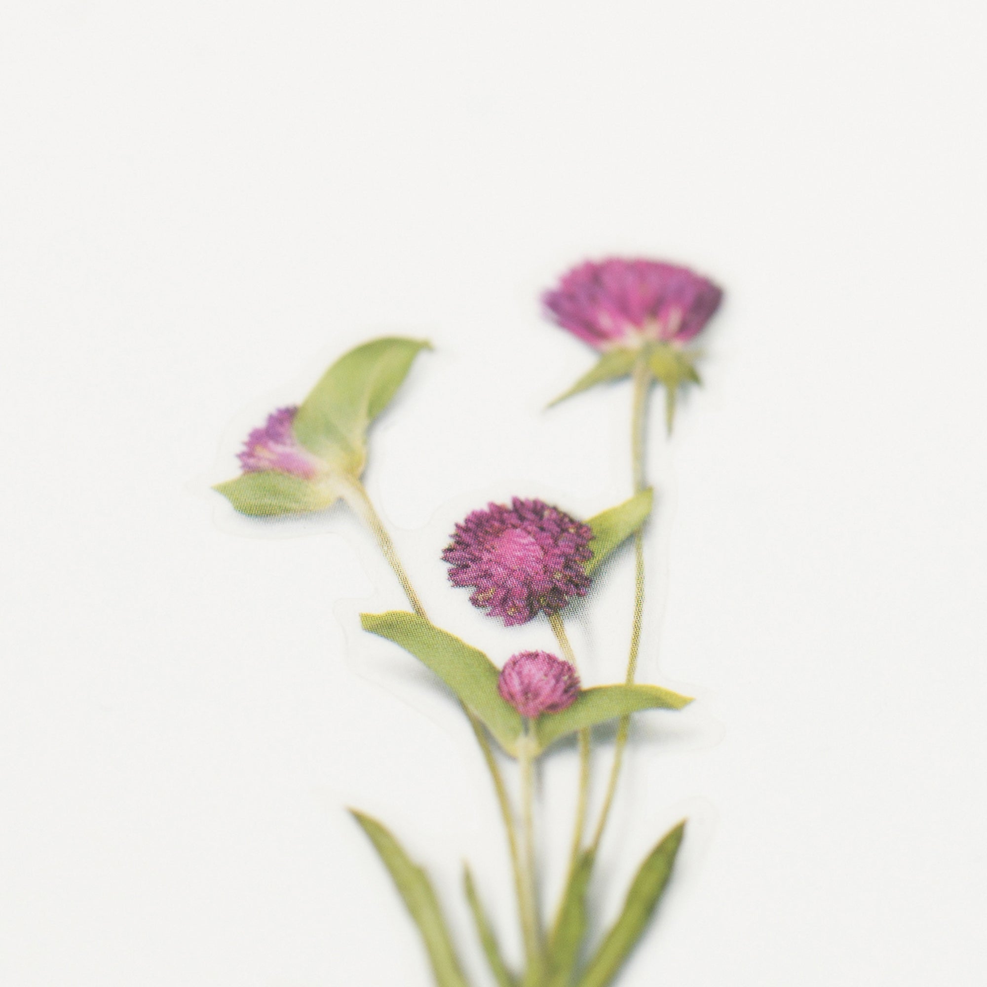 Appree - Pressed Flower Sticker - Globe Amaranth-Sticker-DutchMills