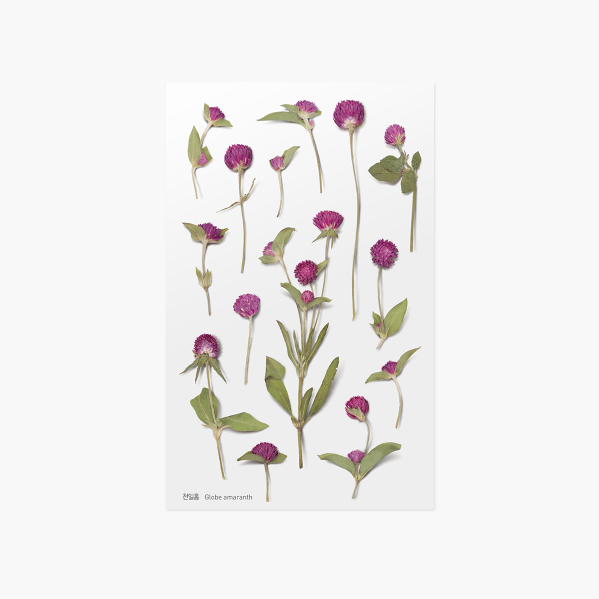 Appree - Pressed Flower Sticker - Globe Amaranth-Sticker-DutchMills