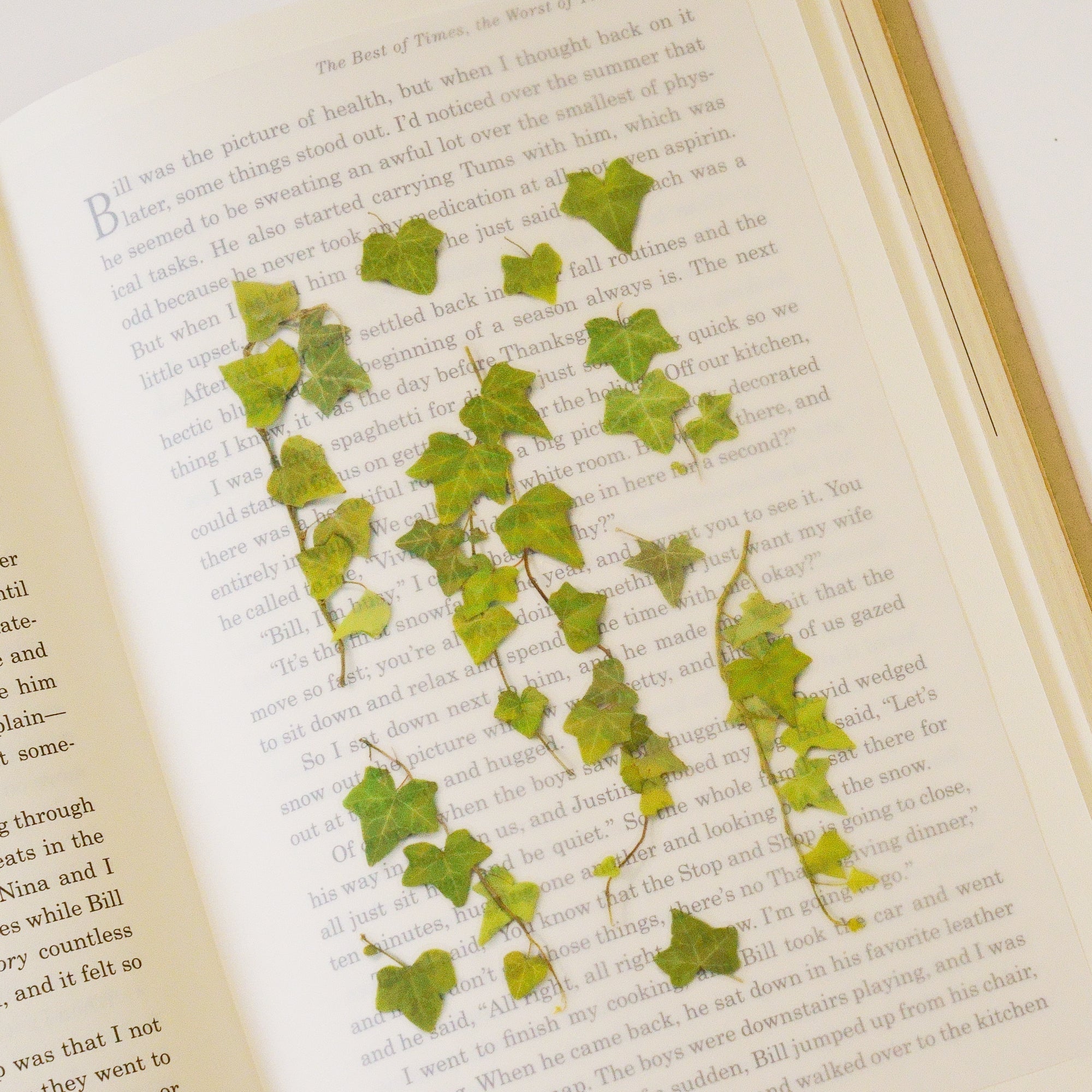 Appree - Pressed Flower Sticker - Ivy-Sticker-DutchMills