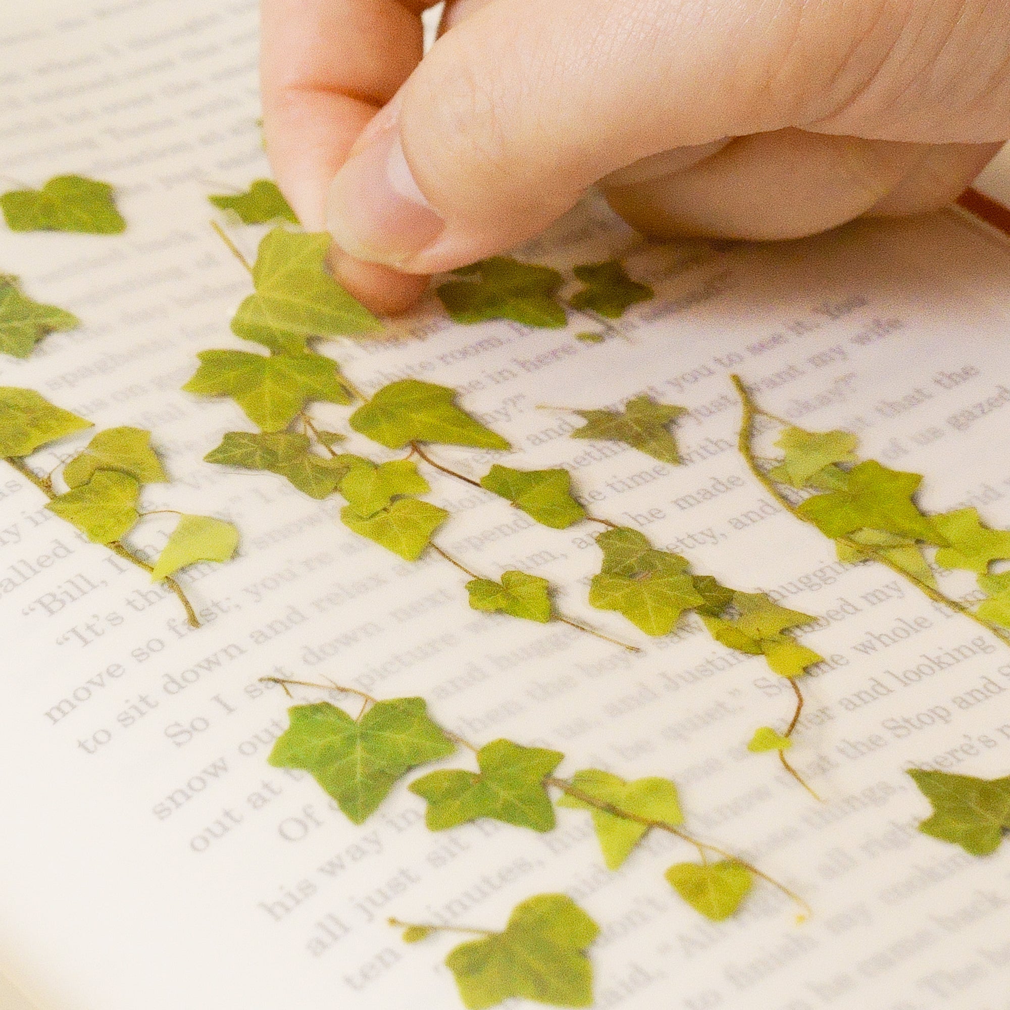 Appree - Pressed Flower Sticker - Ivy-Sticker-DutchMills