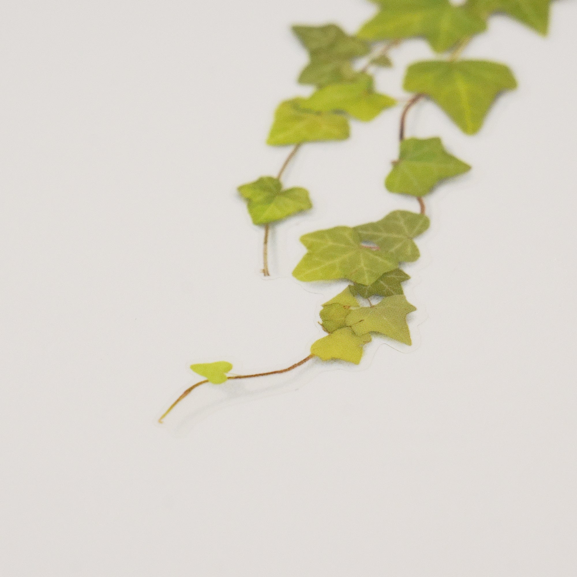 Appree - Pressed Flower Sticker - Ivy-Sticker-DutchMills