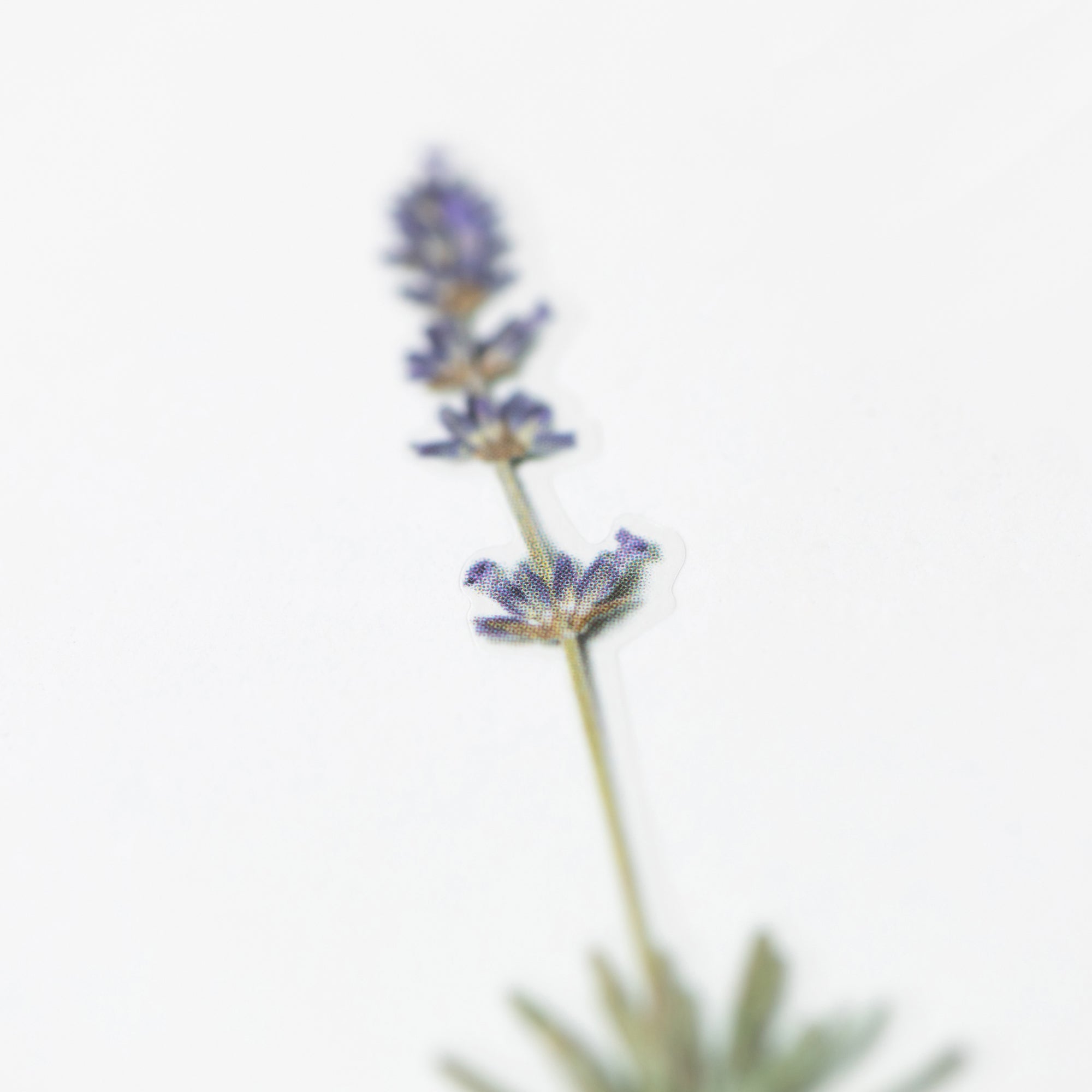 Appree - Pressed Flower Sticker - Lavender-Sticker-DutchMills
