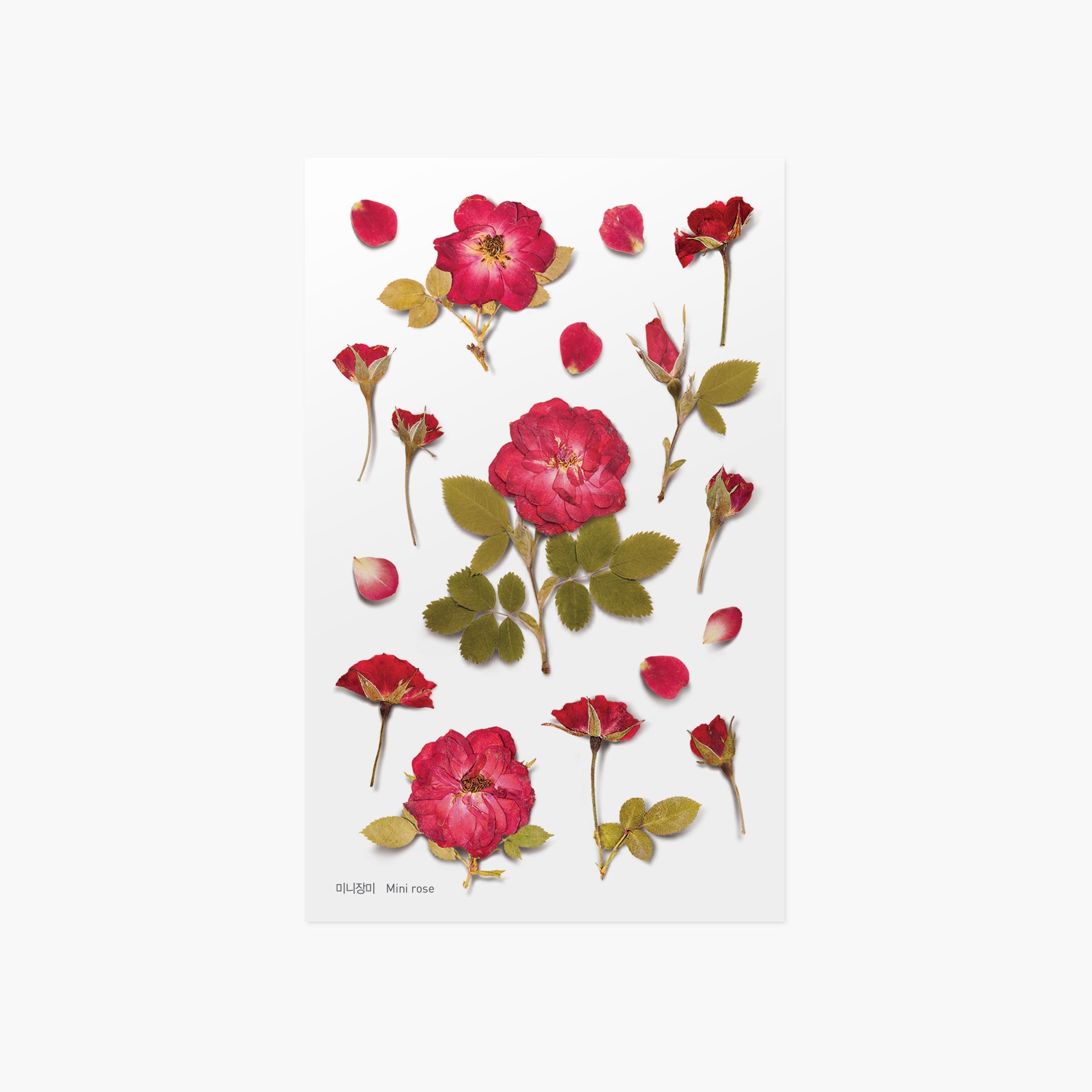 Appree - Pressed Flower Sticker - Mini Rose-Sticker-DutchMills