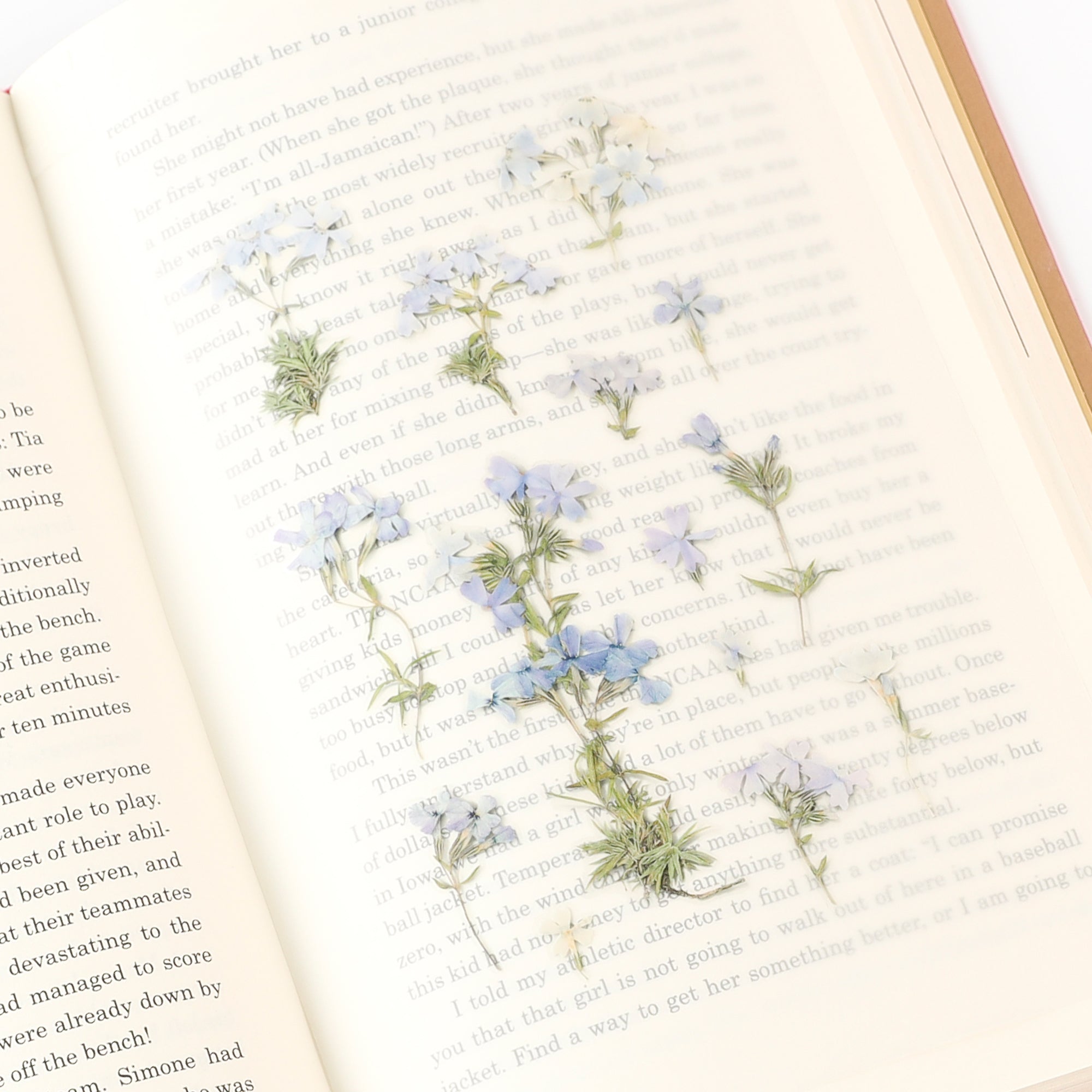 Appree - Pressed Flower Sticker - Moss Phlox-Sticker-DutchMills