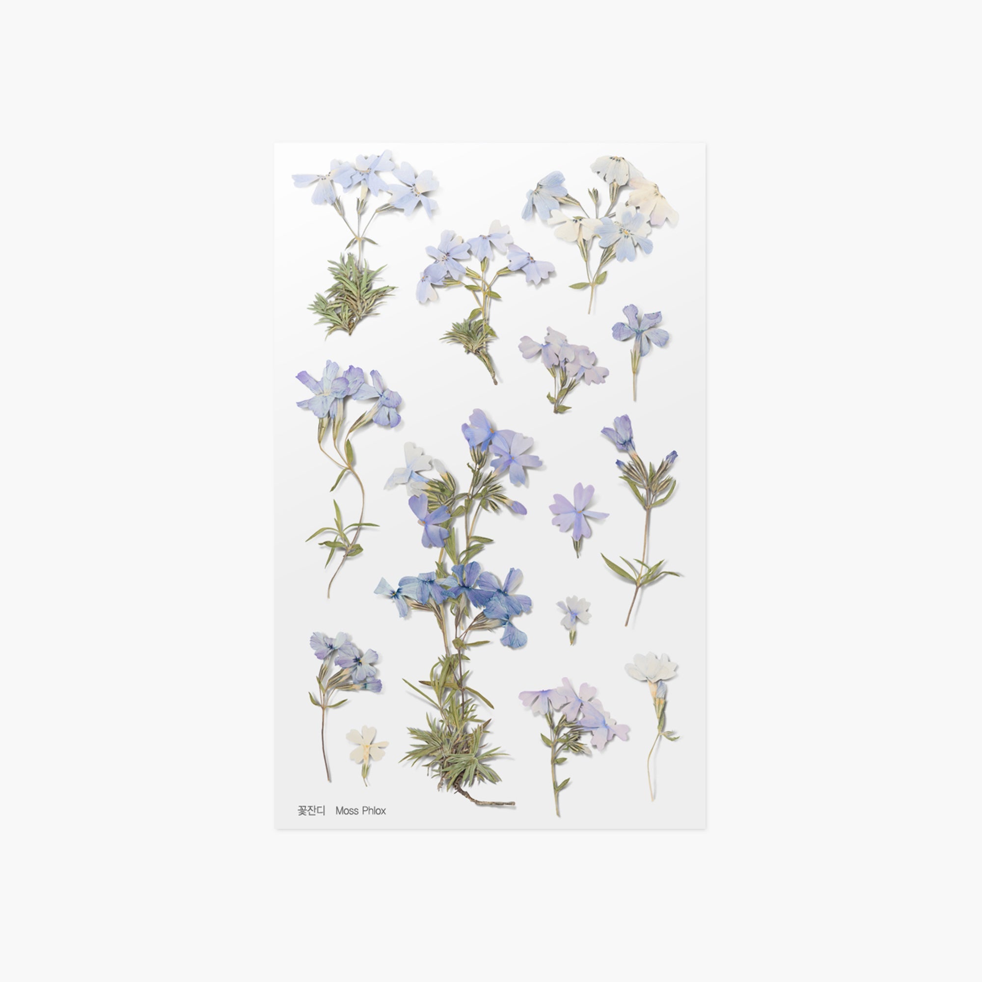 Appree - Pressed Flower Sticker - Moss Phlox-Sticker-DutchMills