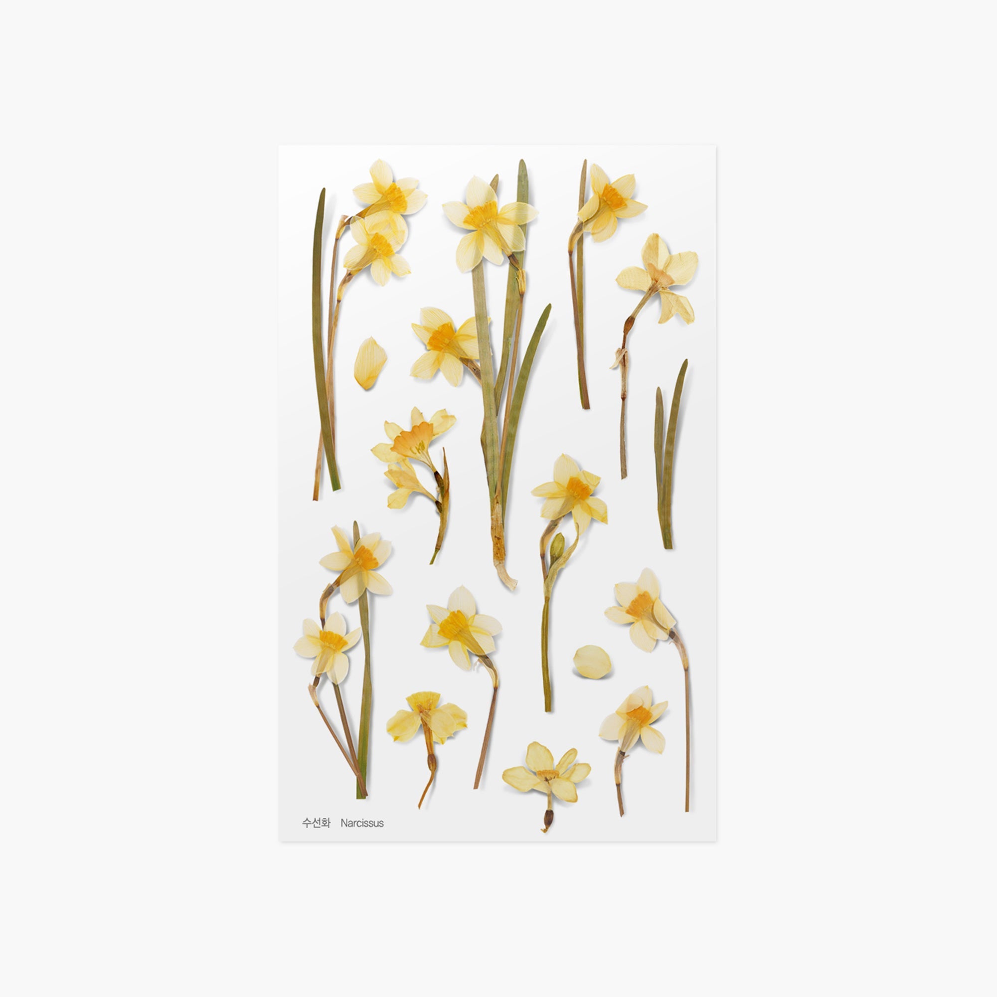 Appree - Pressed Flower Sticker - Narcissus-Sticker-DutchMills