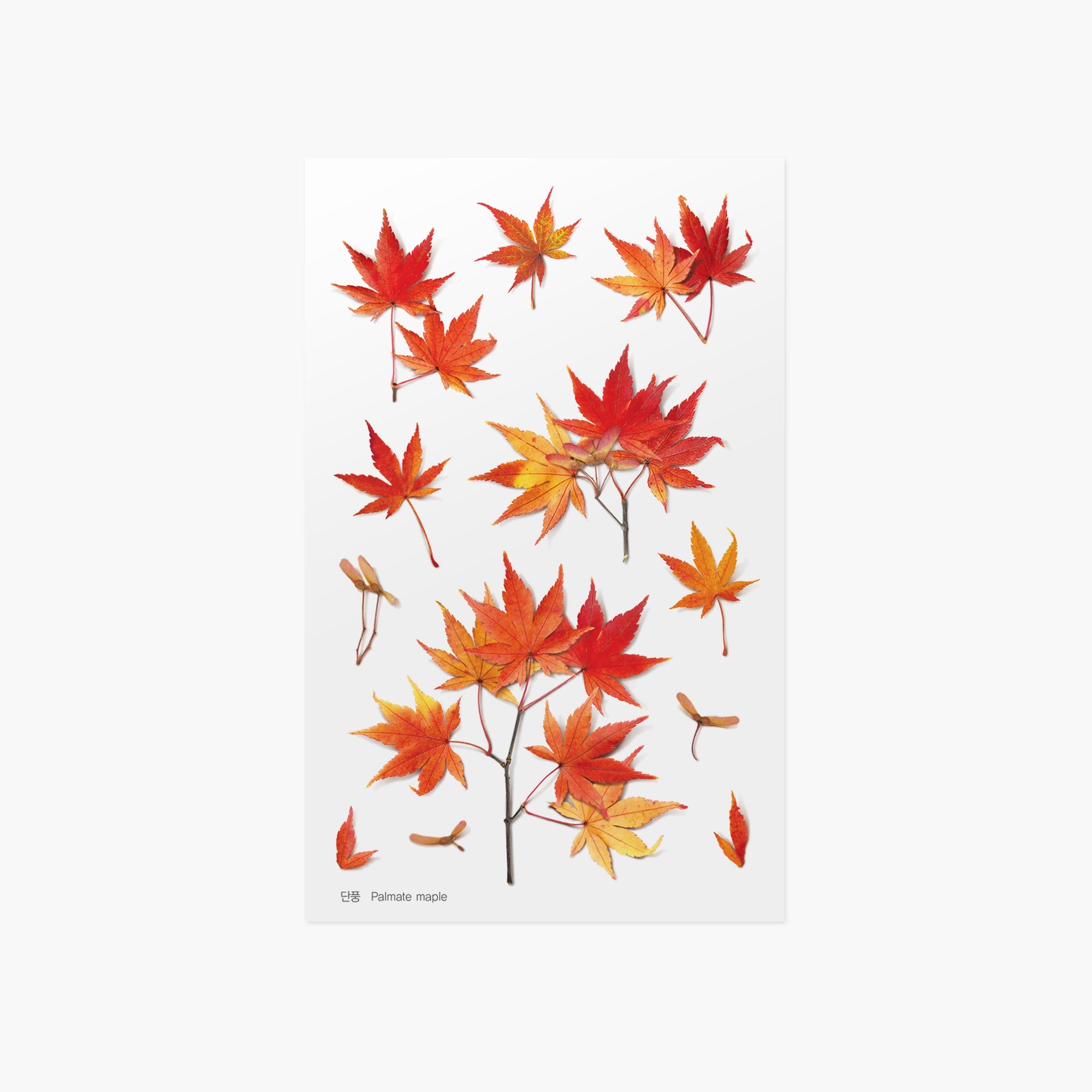 Appree - Pressed Flower Sticker - Palmate Maple-Sticker-DutchMills
