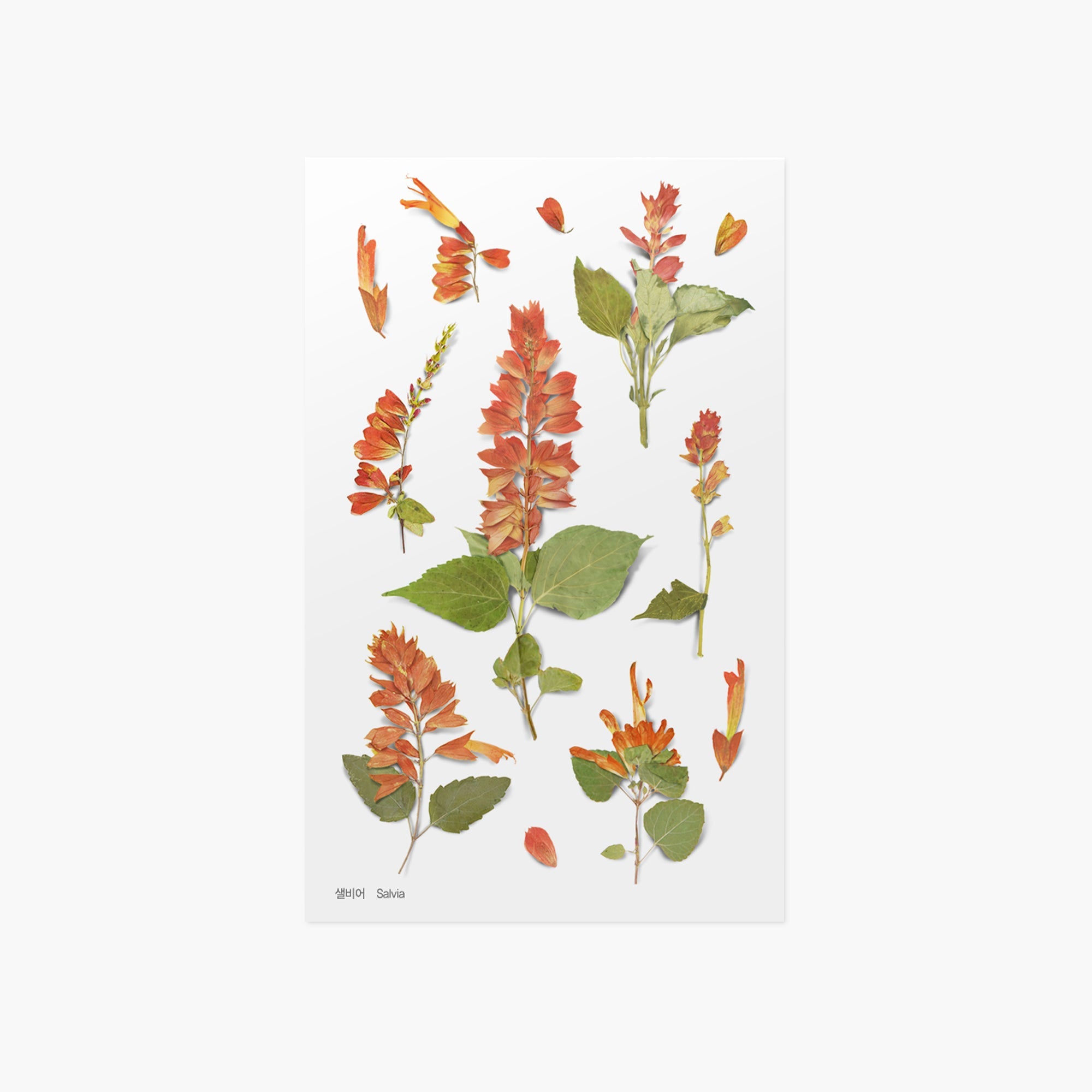 Appree - Pressed Flower Sticker - Salvia-Sticker-DutchMills