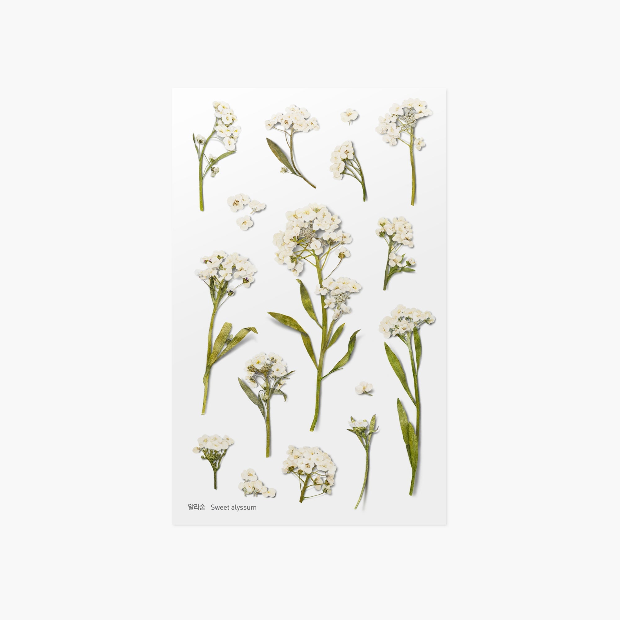 Appree - Pressed Flower Sticker - Sweet Alyssum-Sticker-DutchMills