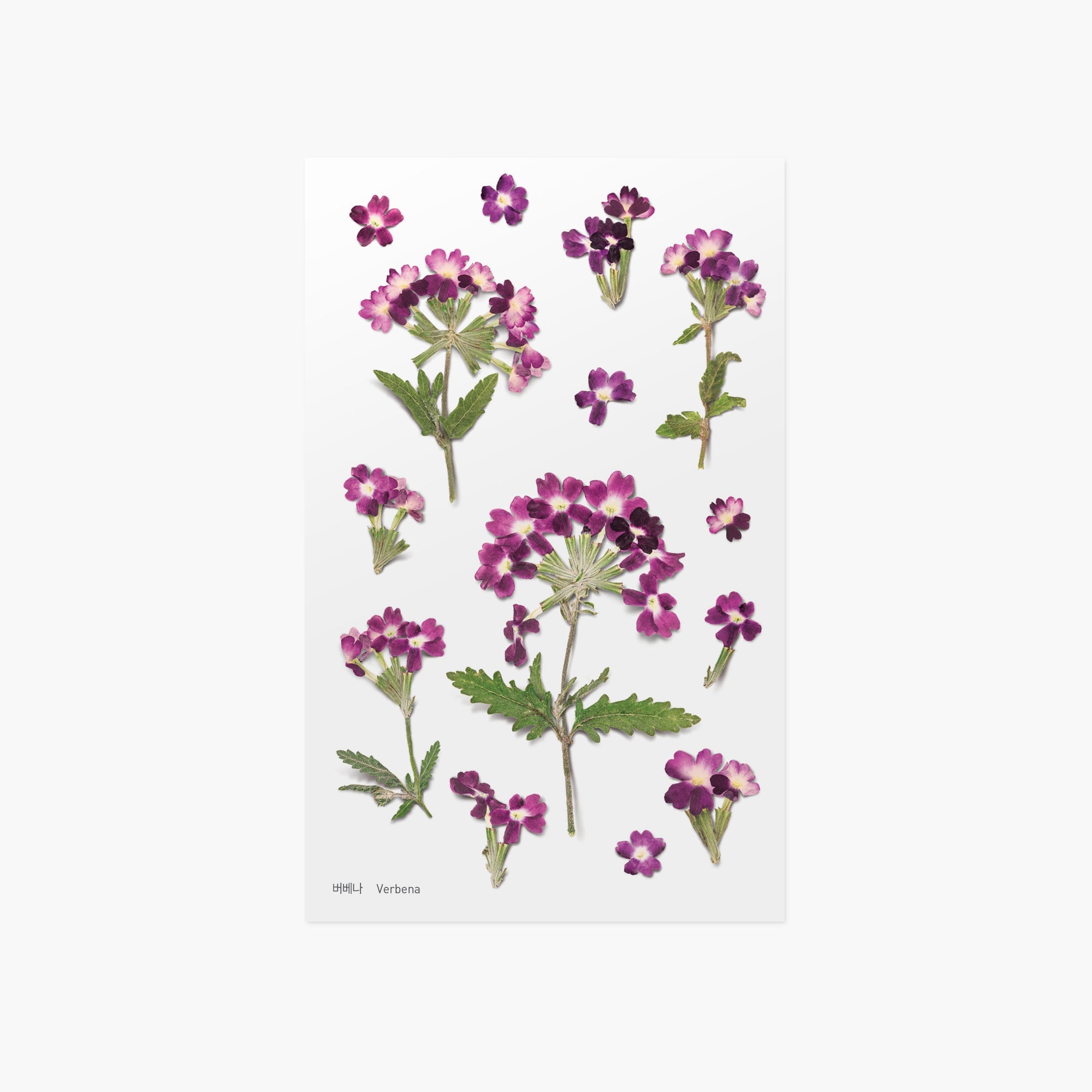 Appree - Pressed Flower Sticker - Verbena-Sticker-DutchMills