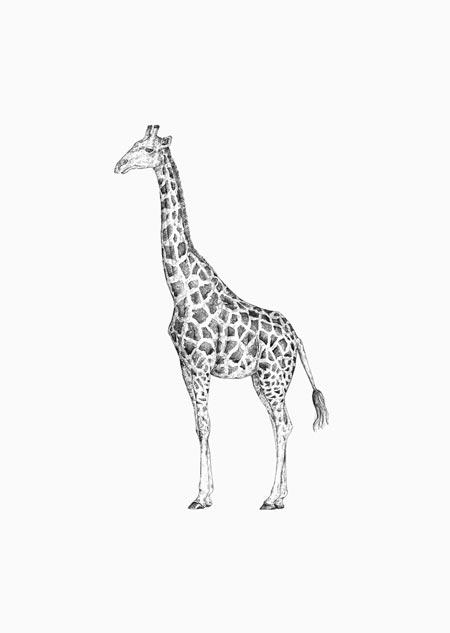 Giraf-Kaart-DutchMills