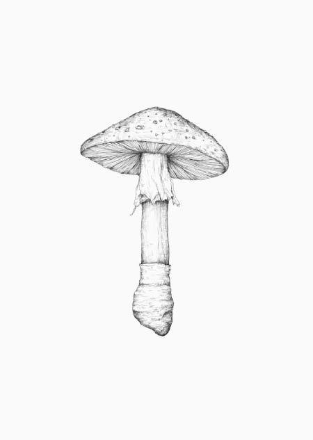 Paddenstoel (vliegenstam)-Kaart-DutchMills