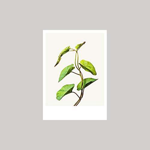 Matthijs Heins - Haagwinde-Kaart-DutchMills