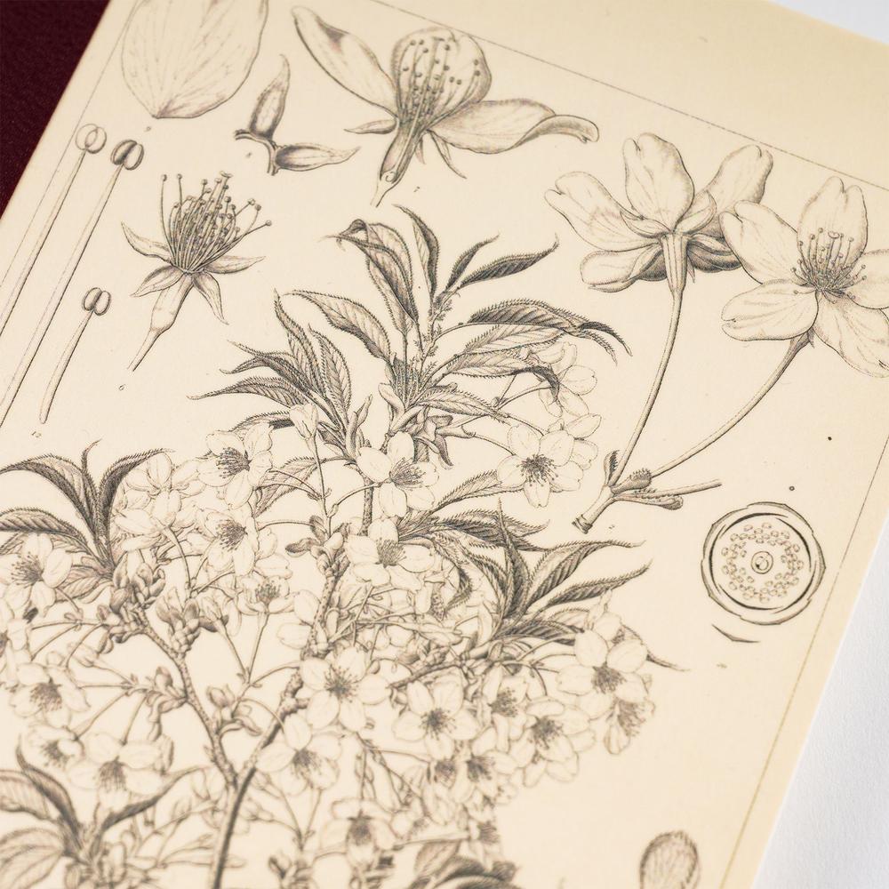 Hobonichi - Tomitaro Makino: Hobonichi Graph Notebook (A5) - Yamazakura - 2027-Notitieboek-DutchMills