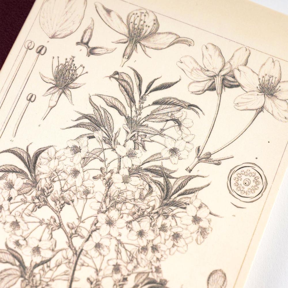 Hobonichi - Tomitaro Makino: Hobonichi Graph Notebook (A6) - Yamazakura - 2027-Notitieboek-DutchMills
