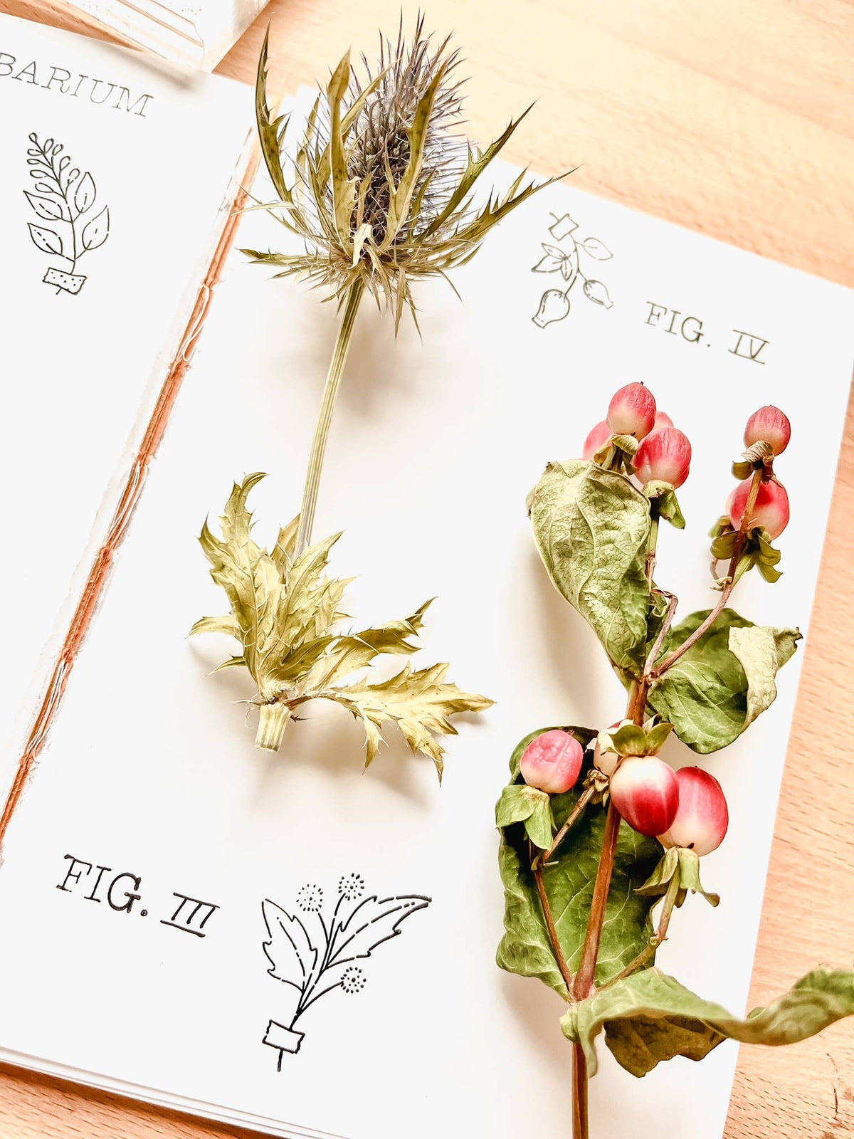 Nikki Dotti - Stamp set - Herbarium-Stempel-DutchMills