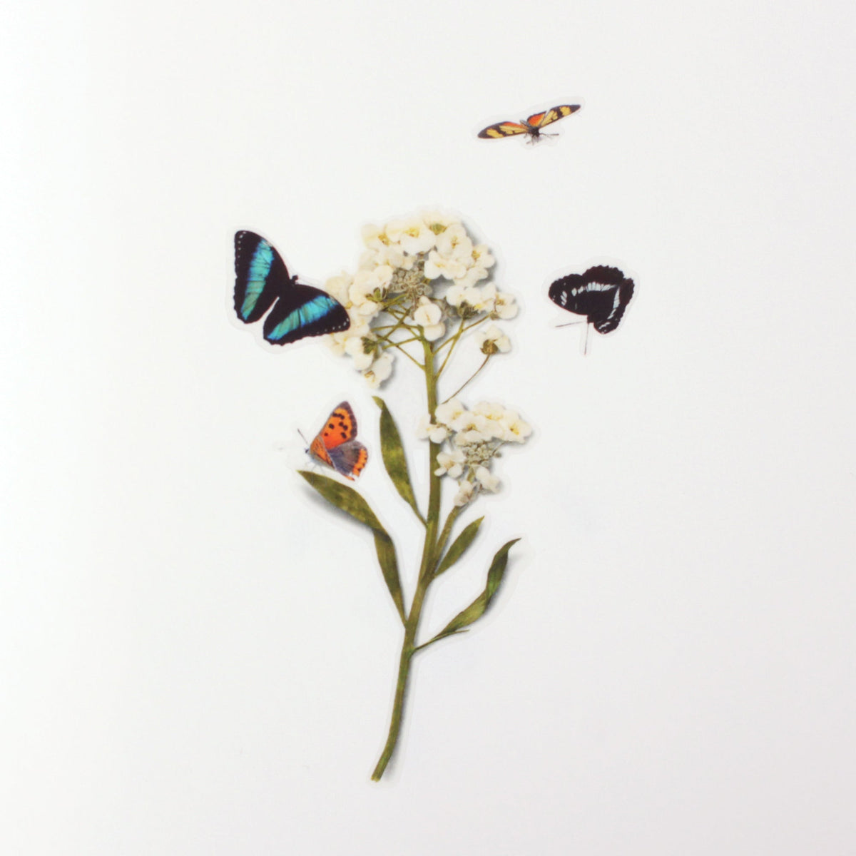 Appree - Nature Sticker - Butterfly-Sticker-DutchMills