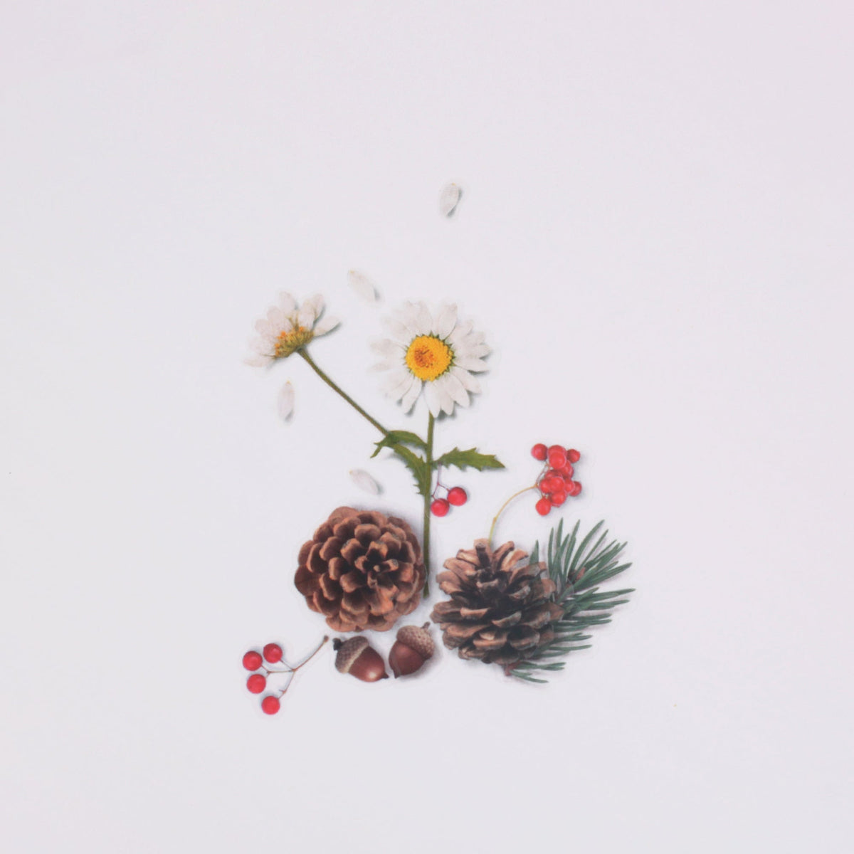 Appree - Nature Sticker - Pine Road-Sticker-DutchMills