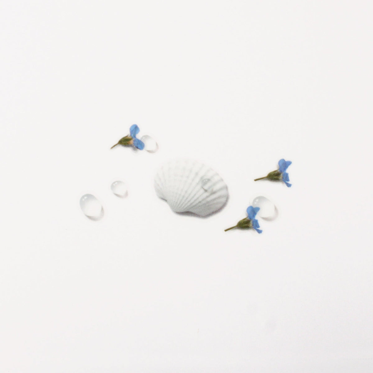 Appree - Nature Sticker - Seashell-Sticker-DutchMills
