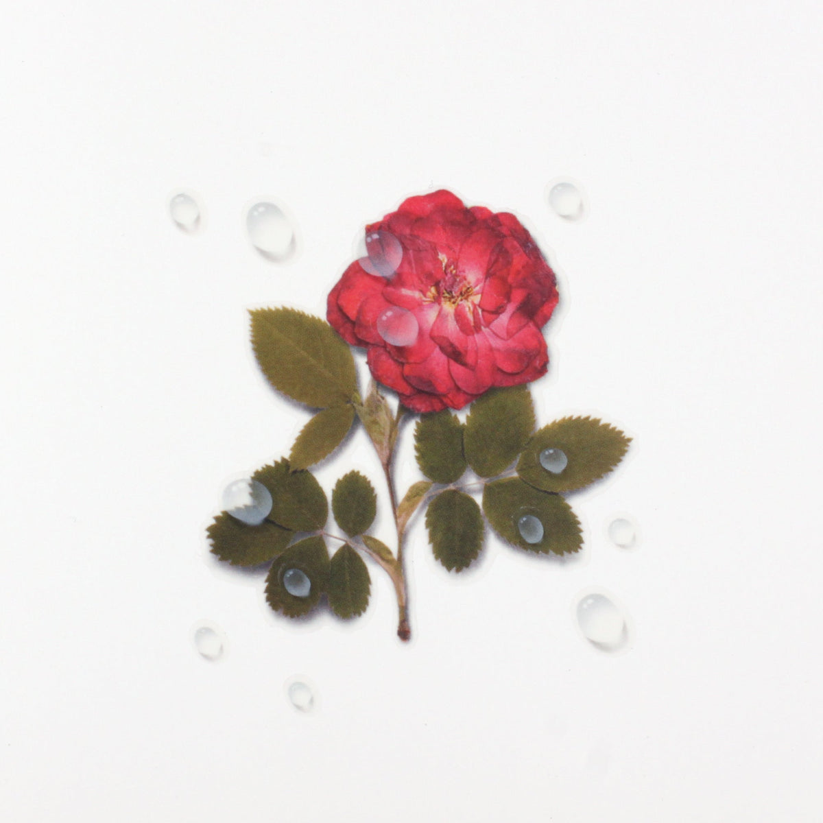 Appree - Nature Sticker - Water Drop-Sticker-DutchMills