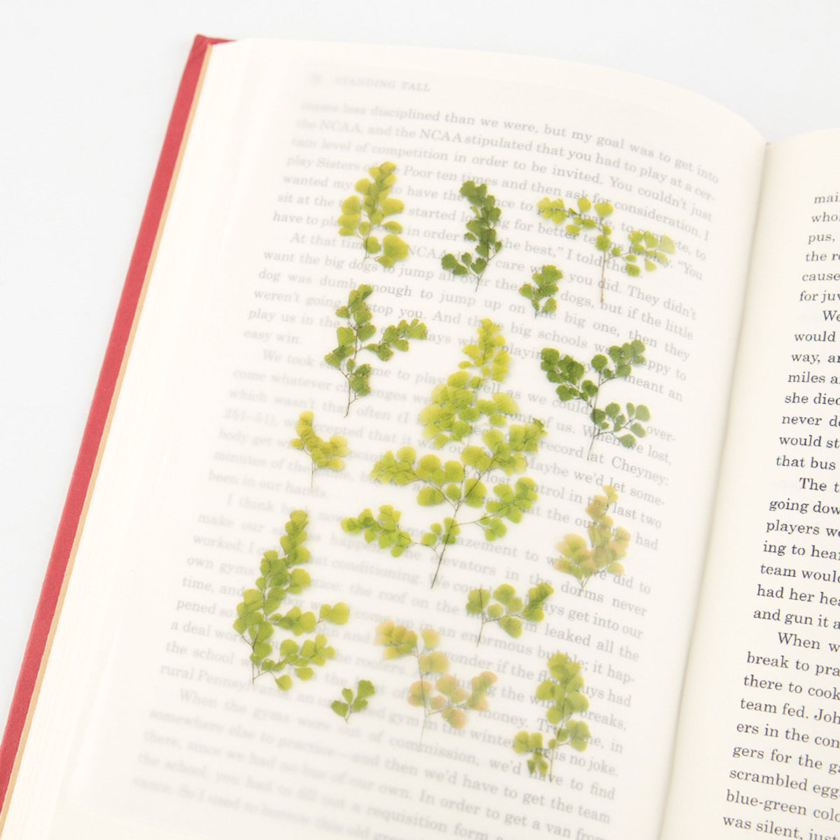 Appree - Pressed Flower Sticker - Adiantum-Sticker-DutchMills