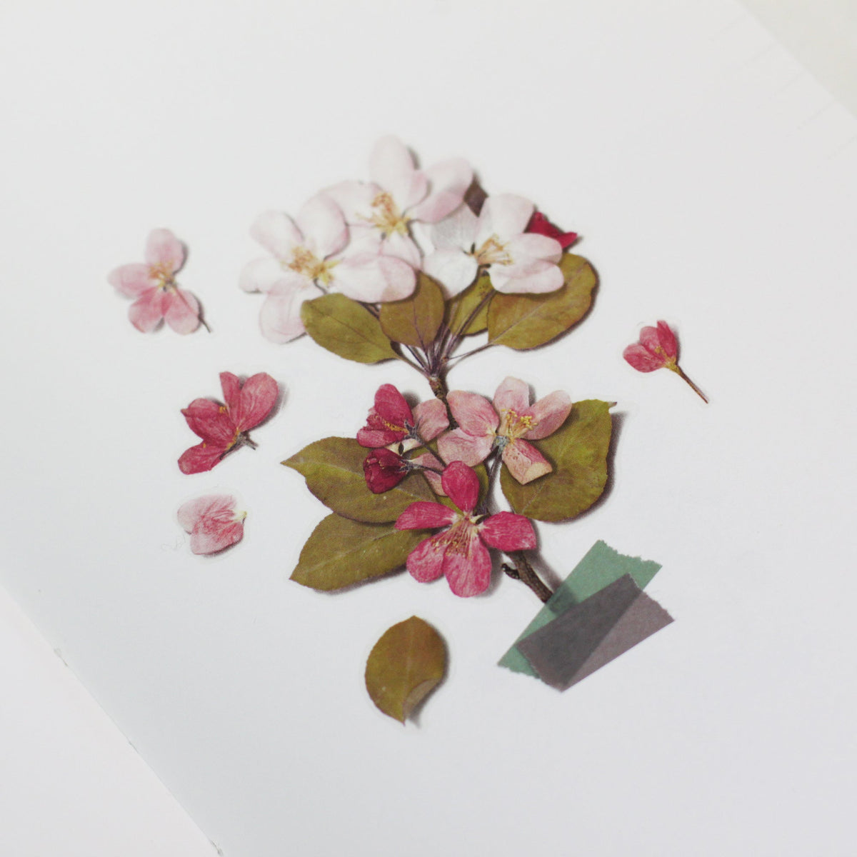 Appree - Pressed Flower Sticker - Apple Blossom-Sticker-DutchMills