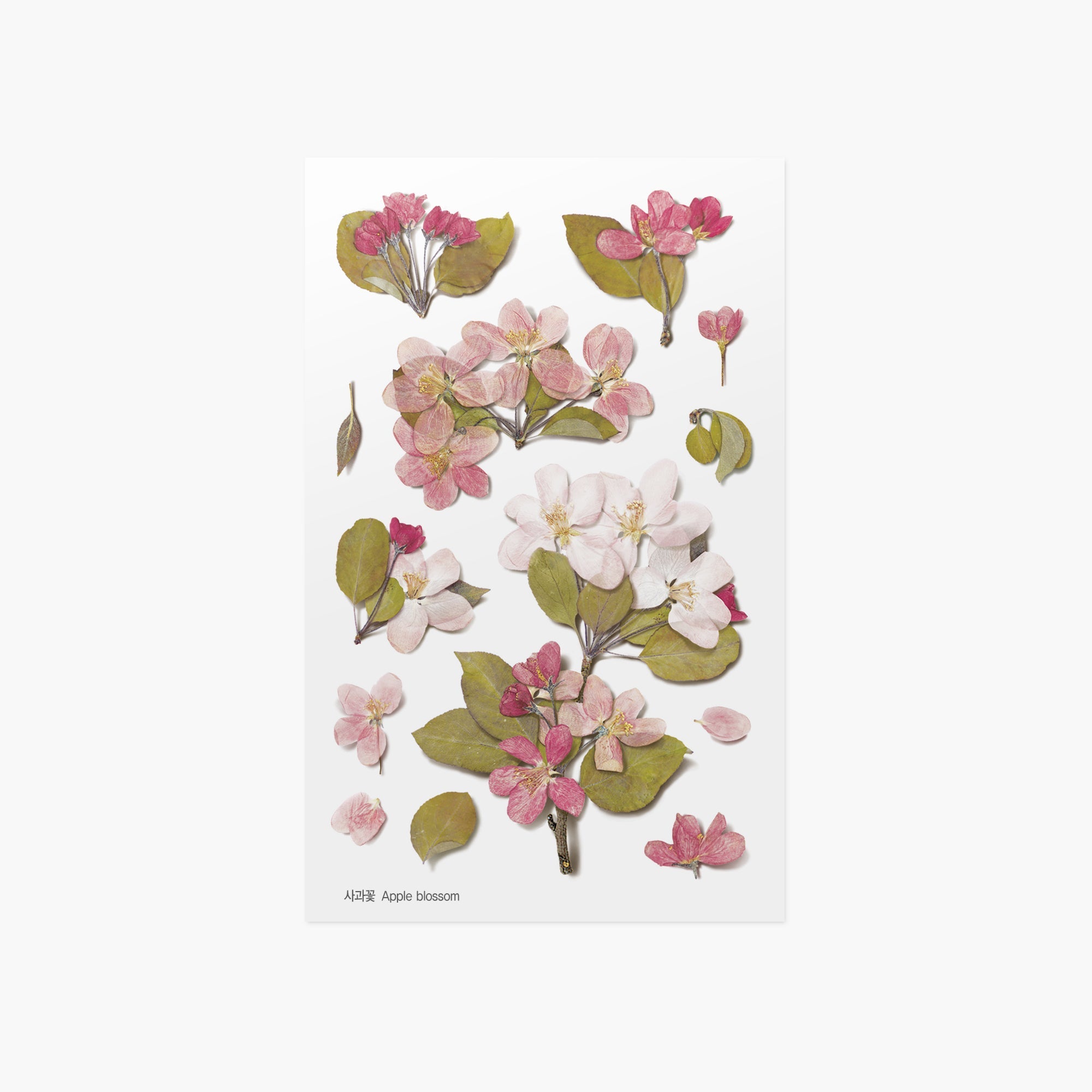 Appree - Pressed Flower Sticker - Apple Blossom-Sticker-DutchMills