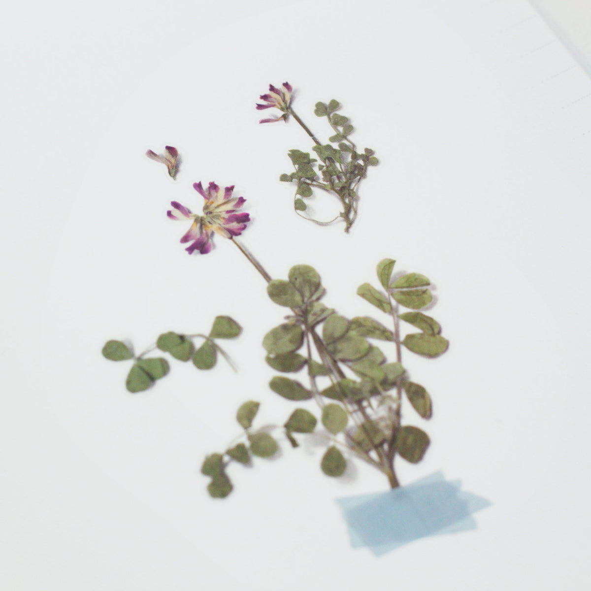 Appree - Pressed Flower Sticker - Astragalus Sinicus-Sticker-DutchMills
