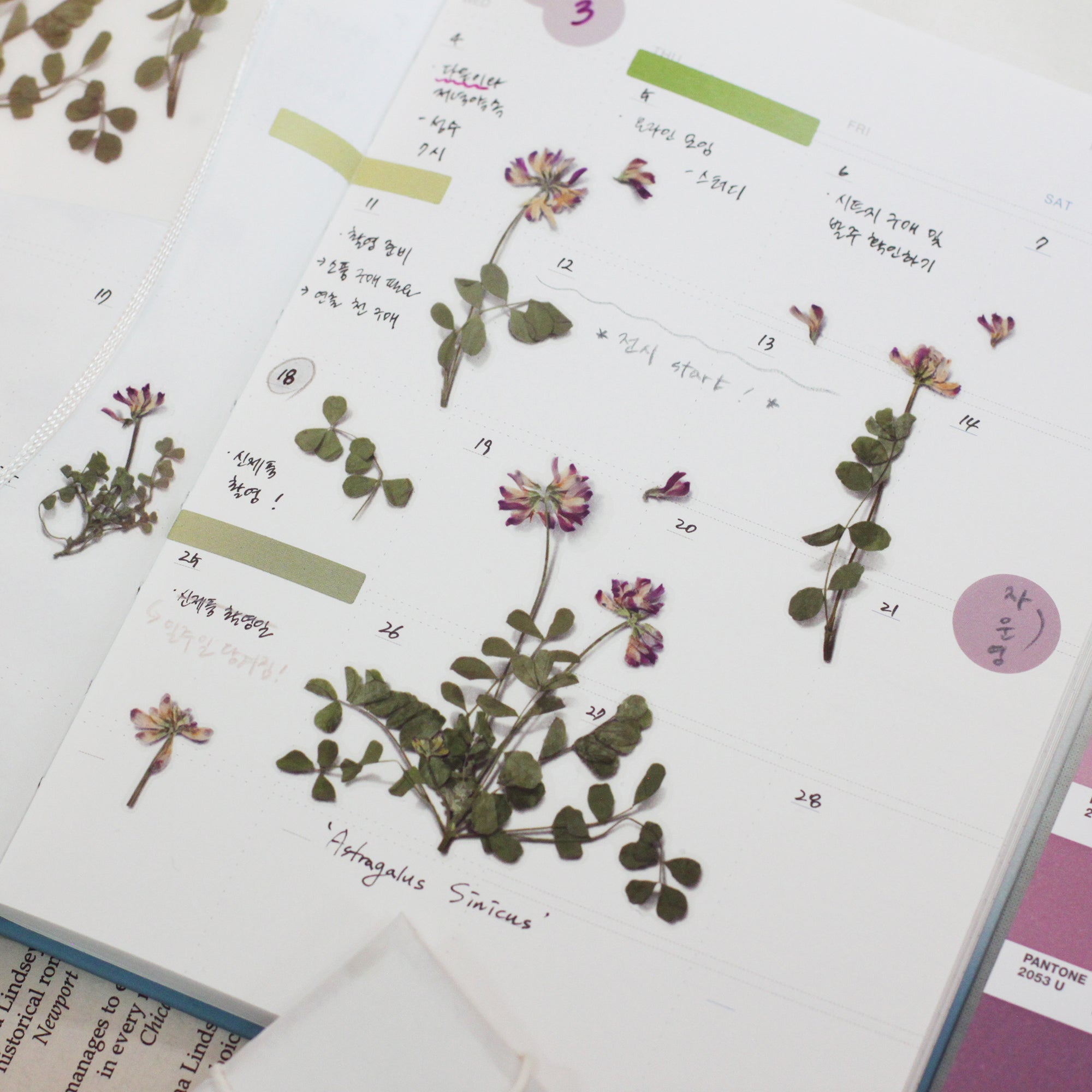 Appree - Pressed Flower Sticker - Astragalus Sinicus-Sticker-DutchMills