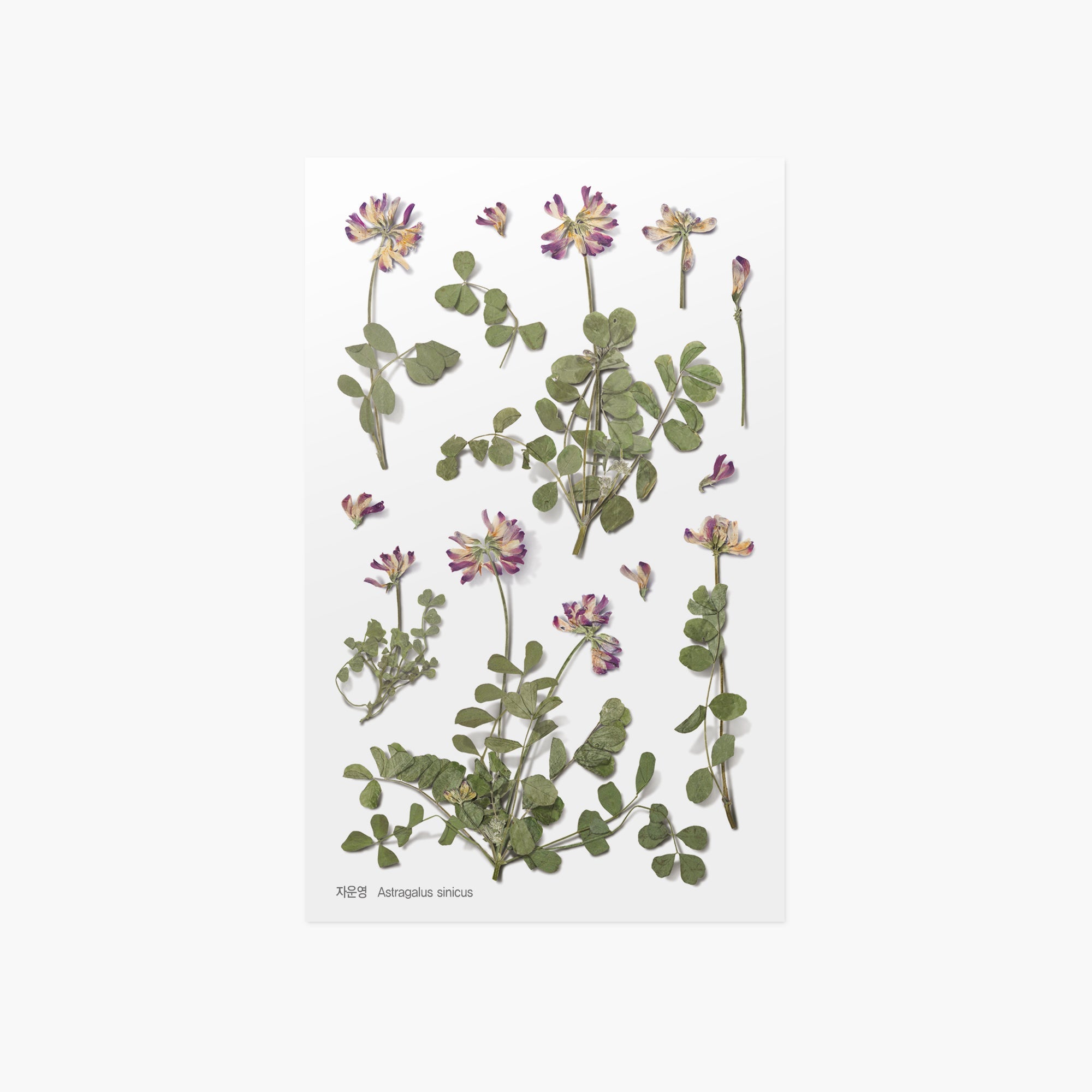 Appree - Pressed Flower Sticker - Astragalus Sinicus-Sticker-DutchMills