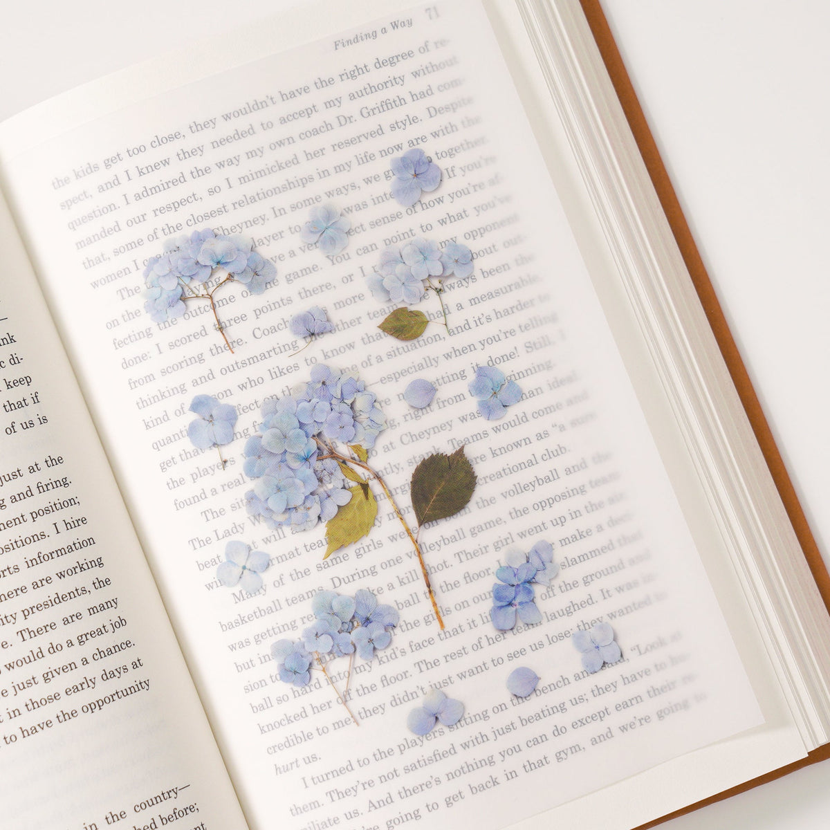 Appree - Pressed Flower Sticker - Bigleaf Hydrangea-Sticker-DutchMills