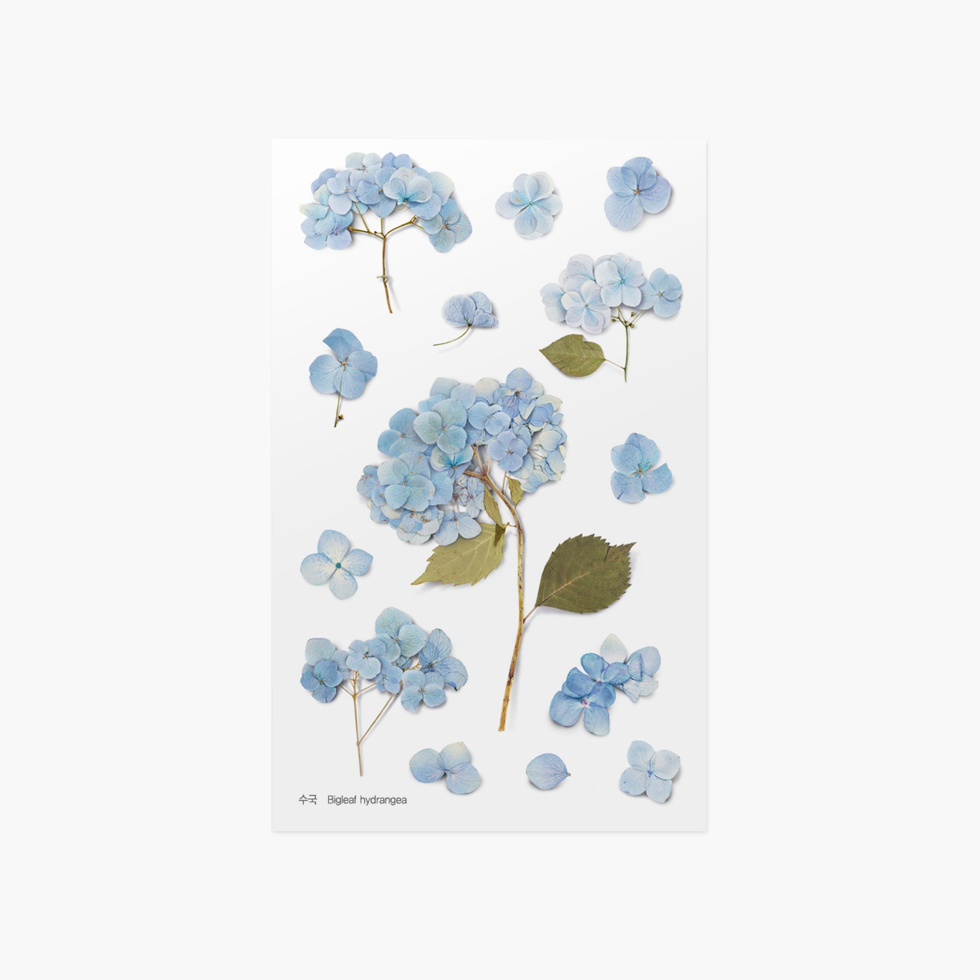 Appree - Pressed Flower Sticker - Bigleaf Hydrangea-Sticker-DutchMills