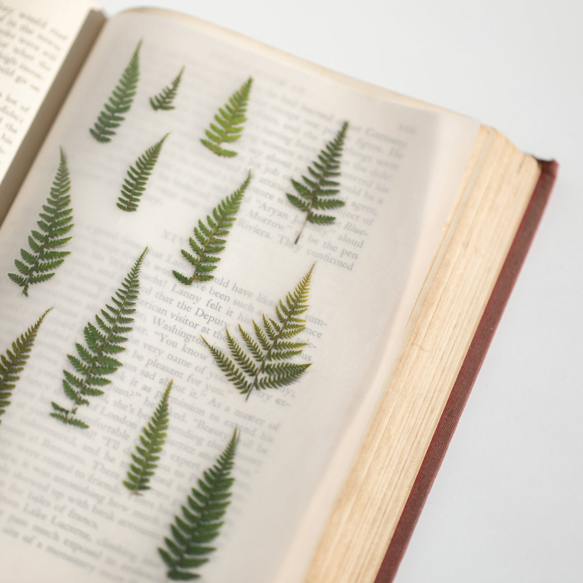 Appree - Pressed Flower Sticker - Bracken-Sticker-DutchMills