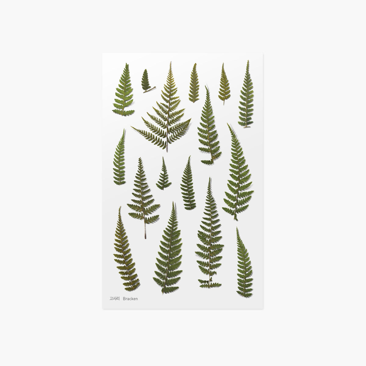 Appree - Pressed Flower Sticker - Bracken-Sticker-DutchMills