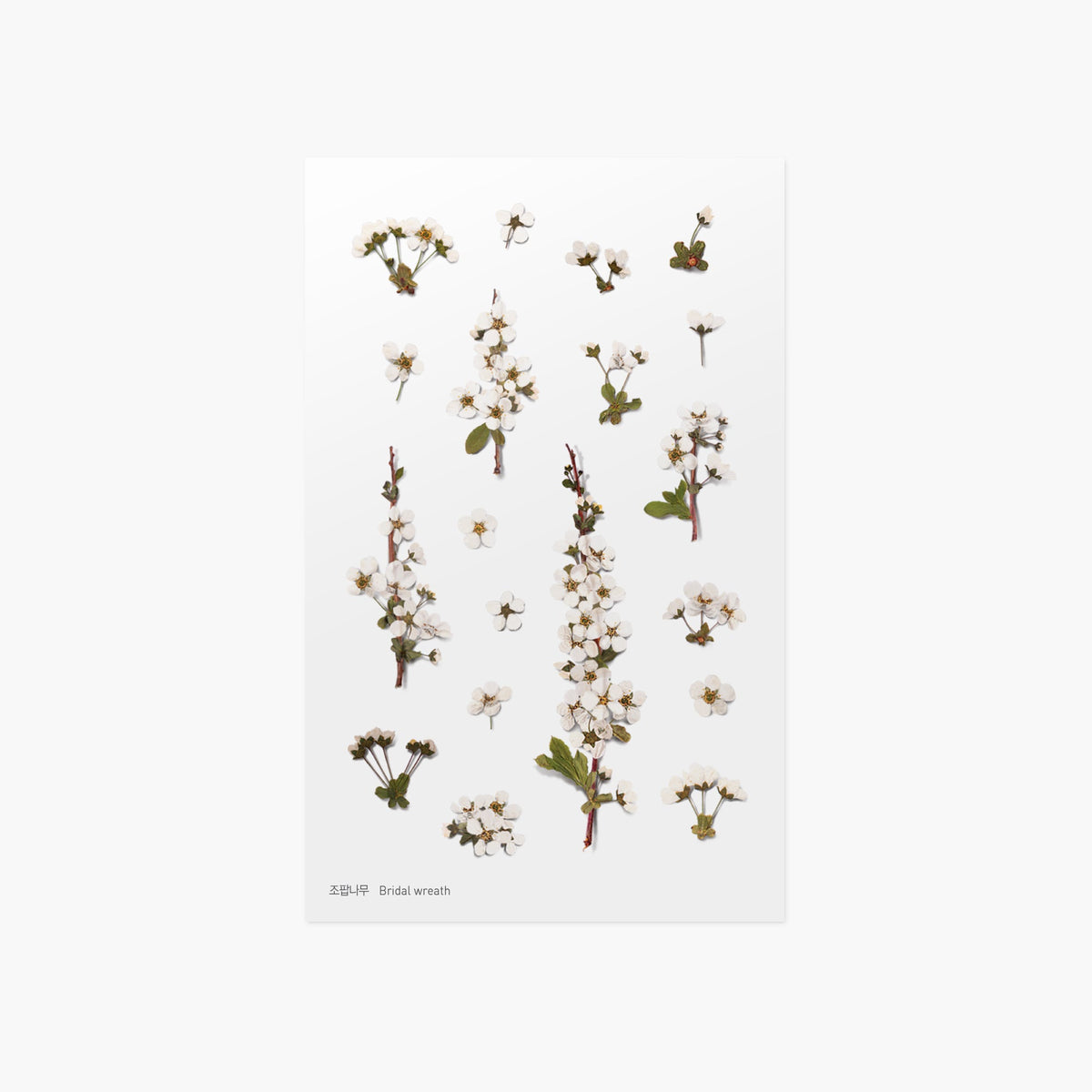 Appree - Pressed Flower Sticker - Bridal Wreath-Sticker-DutchMills
