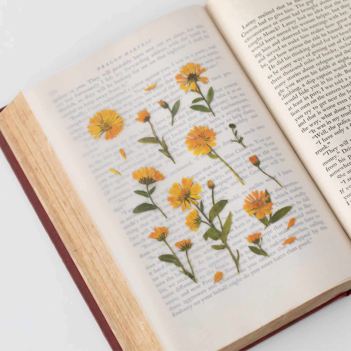Appree - Pressed Flower Sticker - Calendula-Sticker-DutchMills