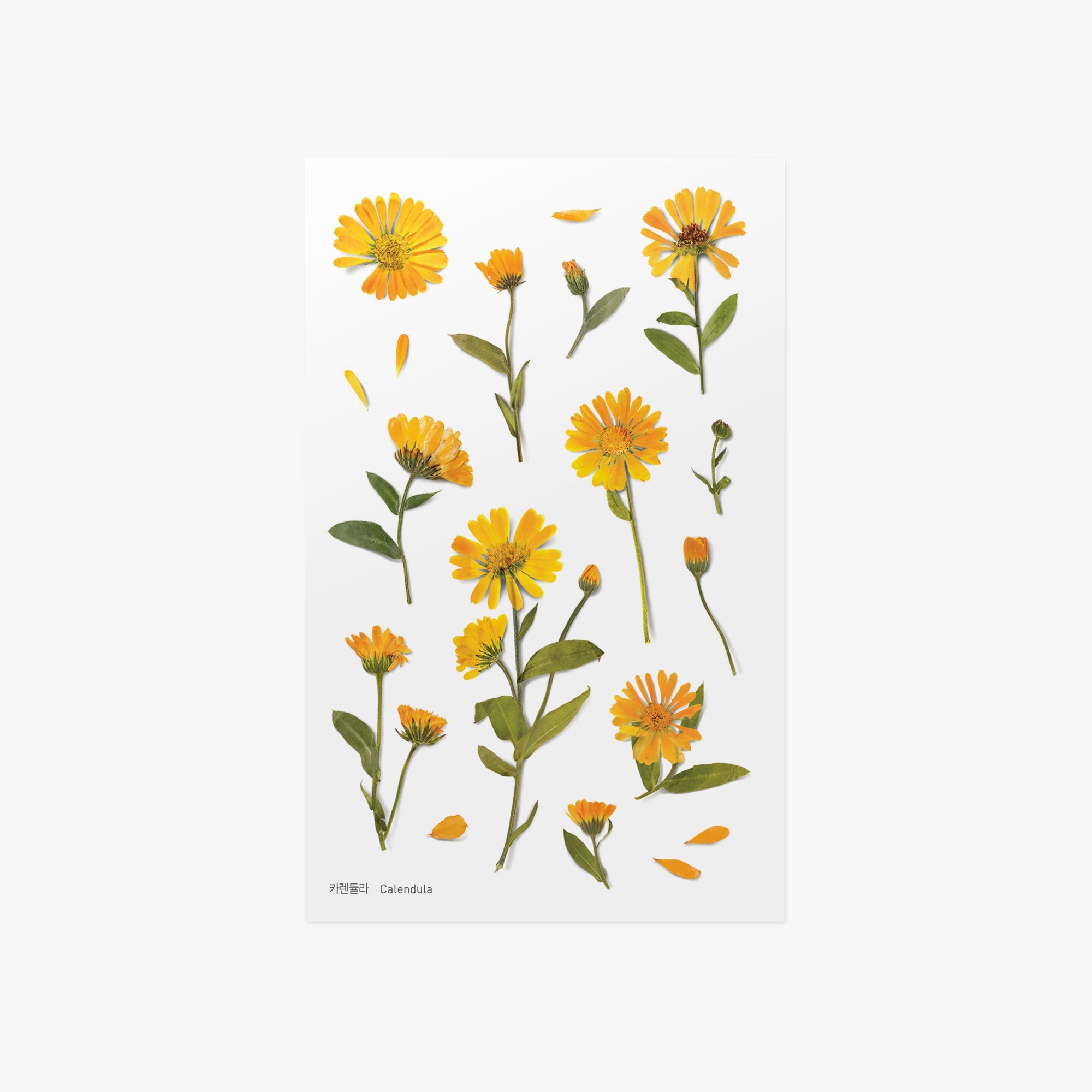 Appree - Pressed Flower Sticker - Calendula-Sticker-DutchMills