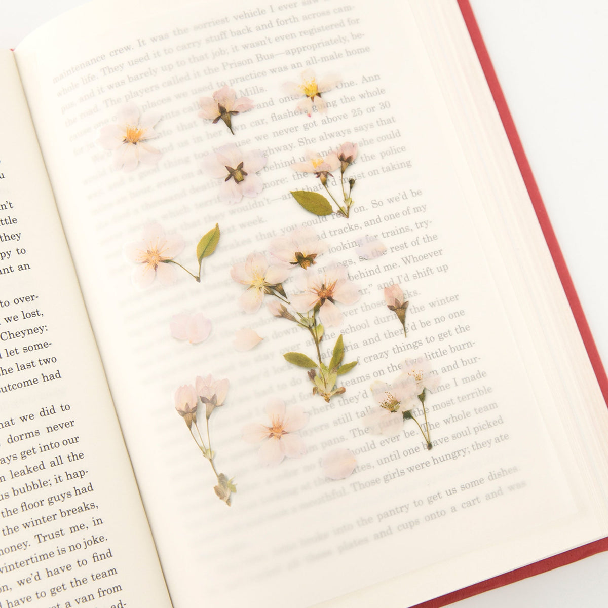 Appree - Pressed Flower Sticker - Cherry Blossom-Sticker-DutchMills