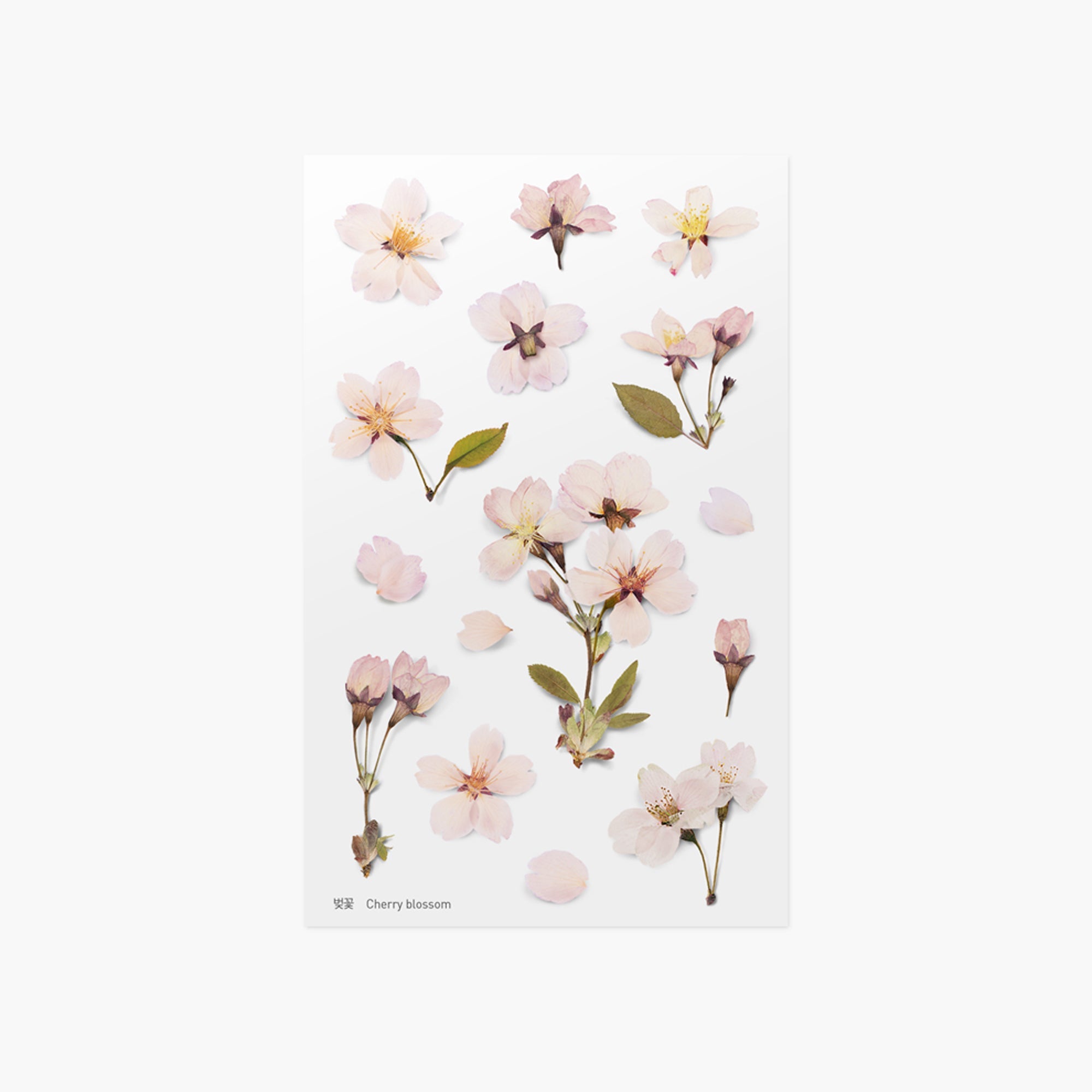 Appree - Pressed Flower Sticker - Cherry Blossom-Sticker-DutchMills