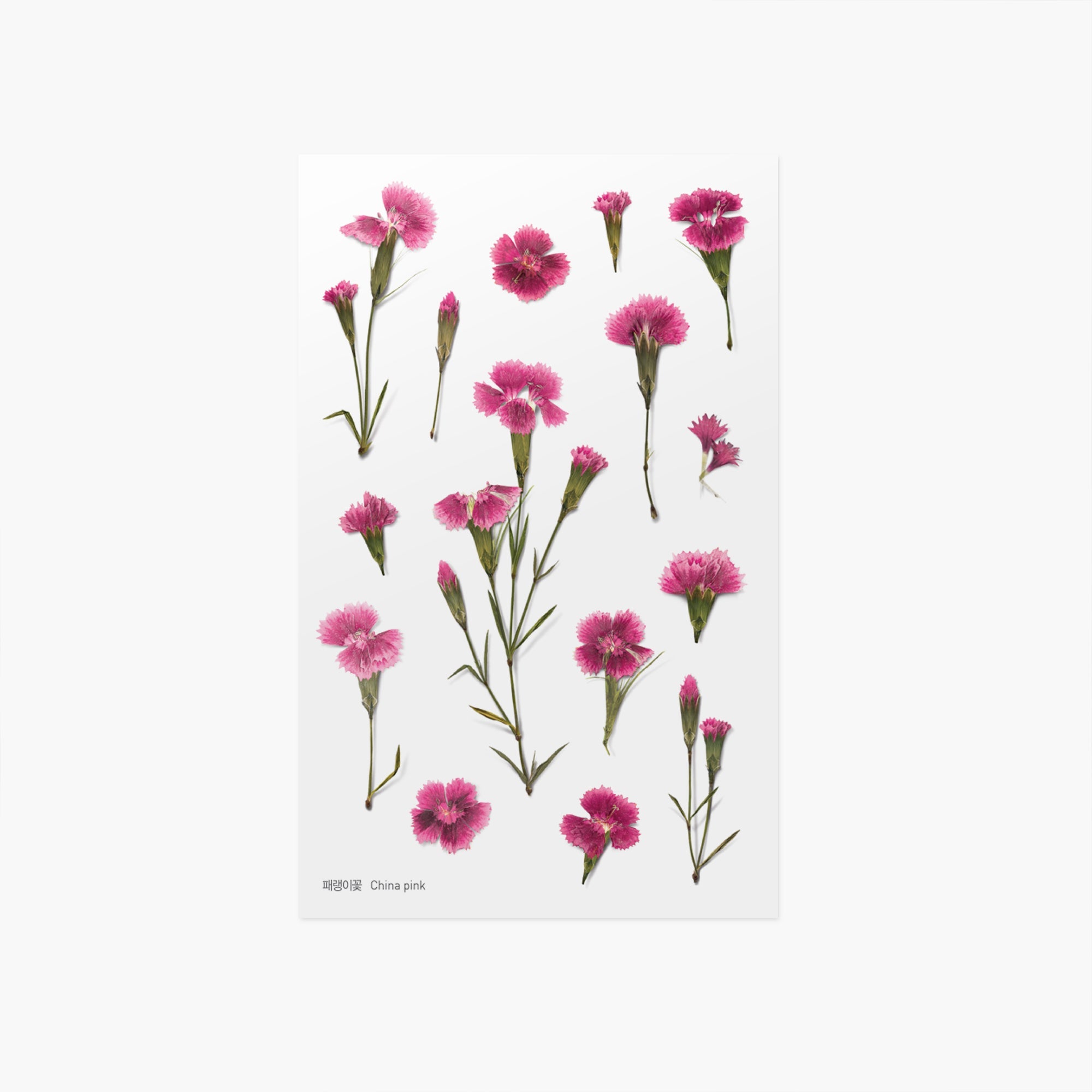 Appree - Pressed Flower Sticker - China Pink-Sticker-DutchMills