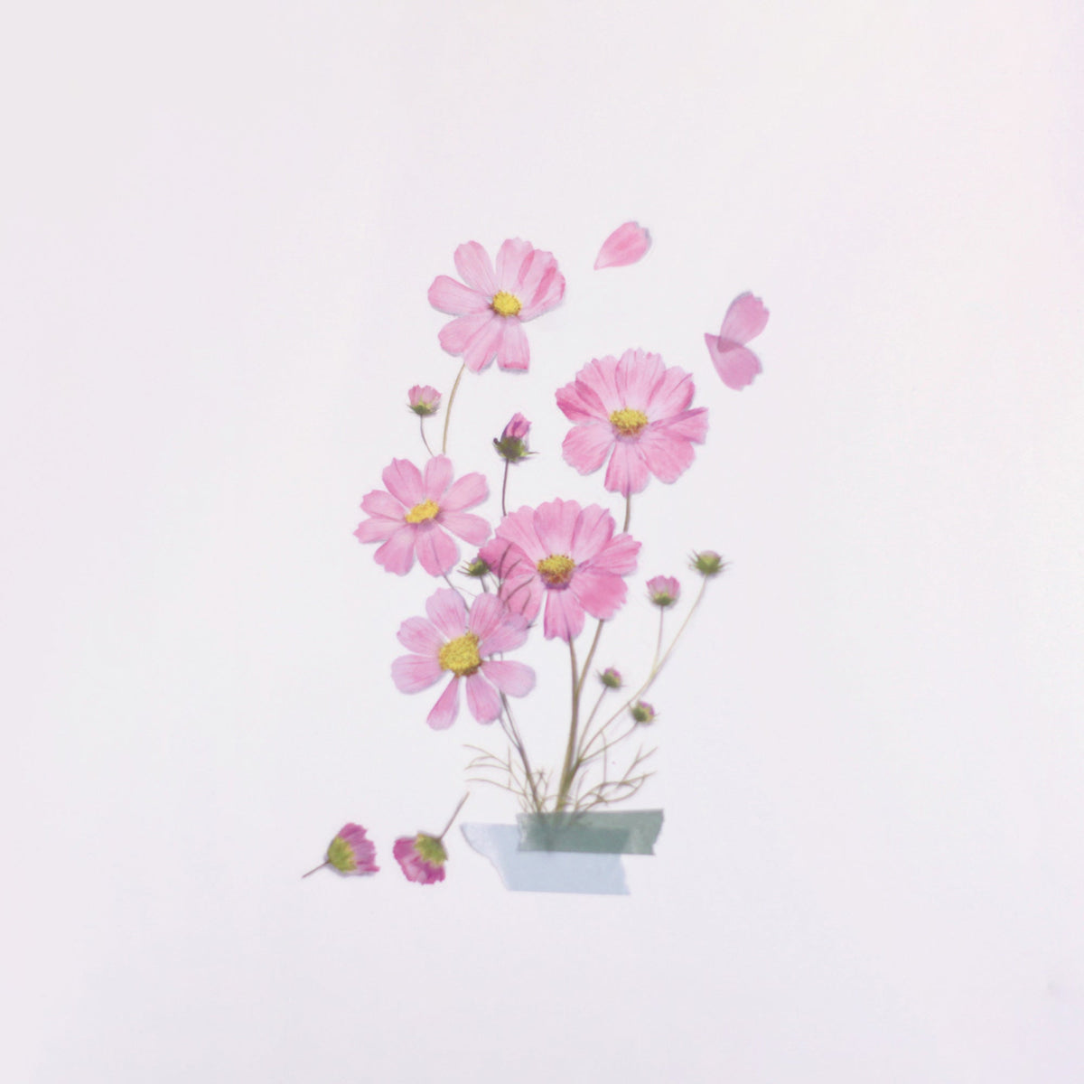 Appree - Pressed Flower Sticker - Cosmos-Sticker-DutchMills