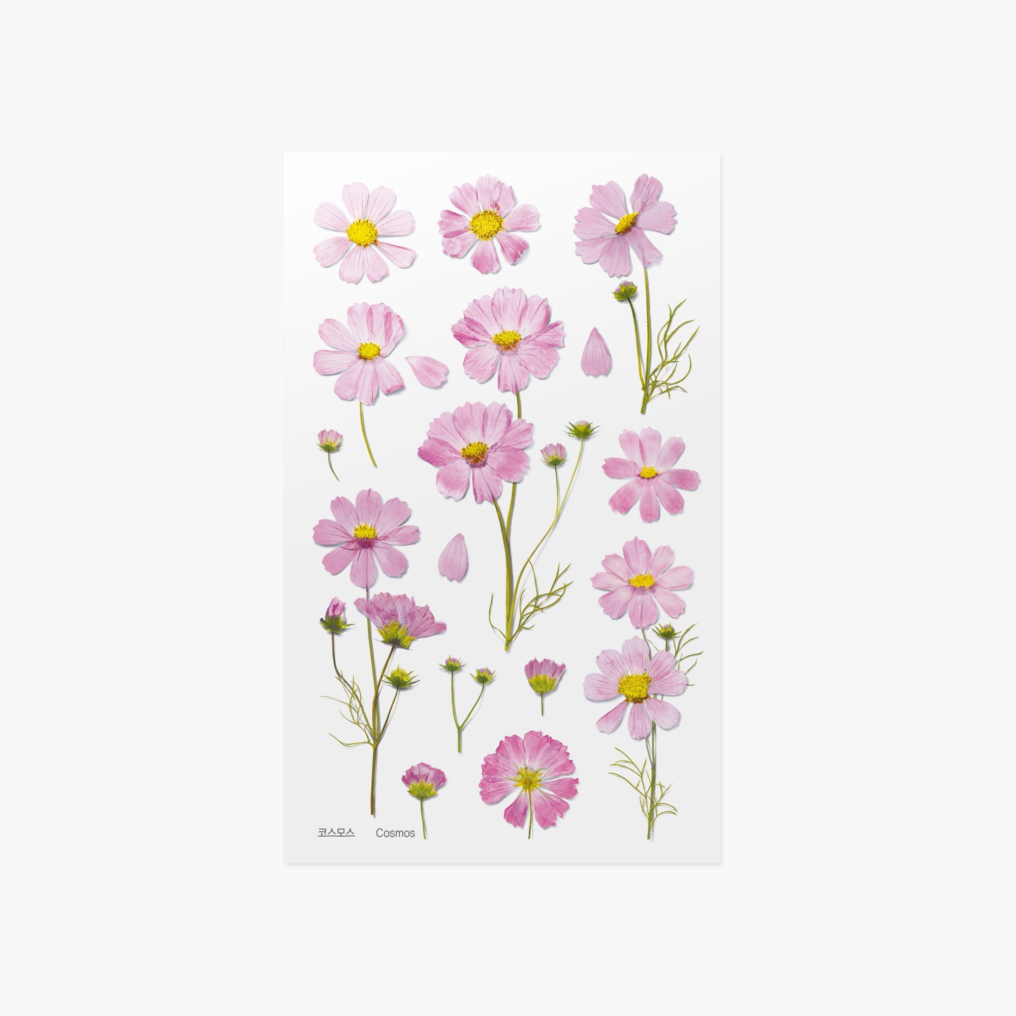 Appree - Pressed Flower Sticker - Cosmos-Sticker-DutchMills