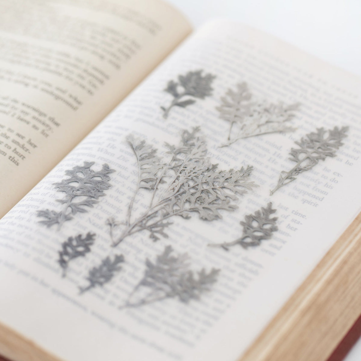 Appree - Pressed Flower Sticker - Dusty Miller-Sticker-DutchMills